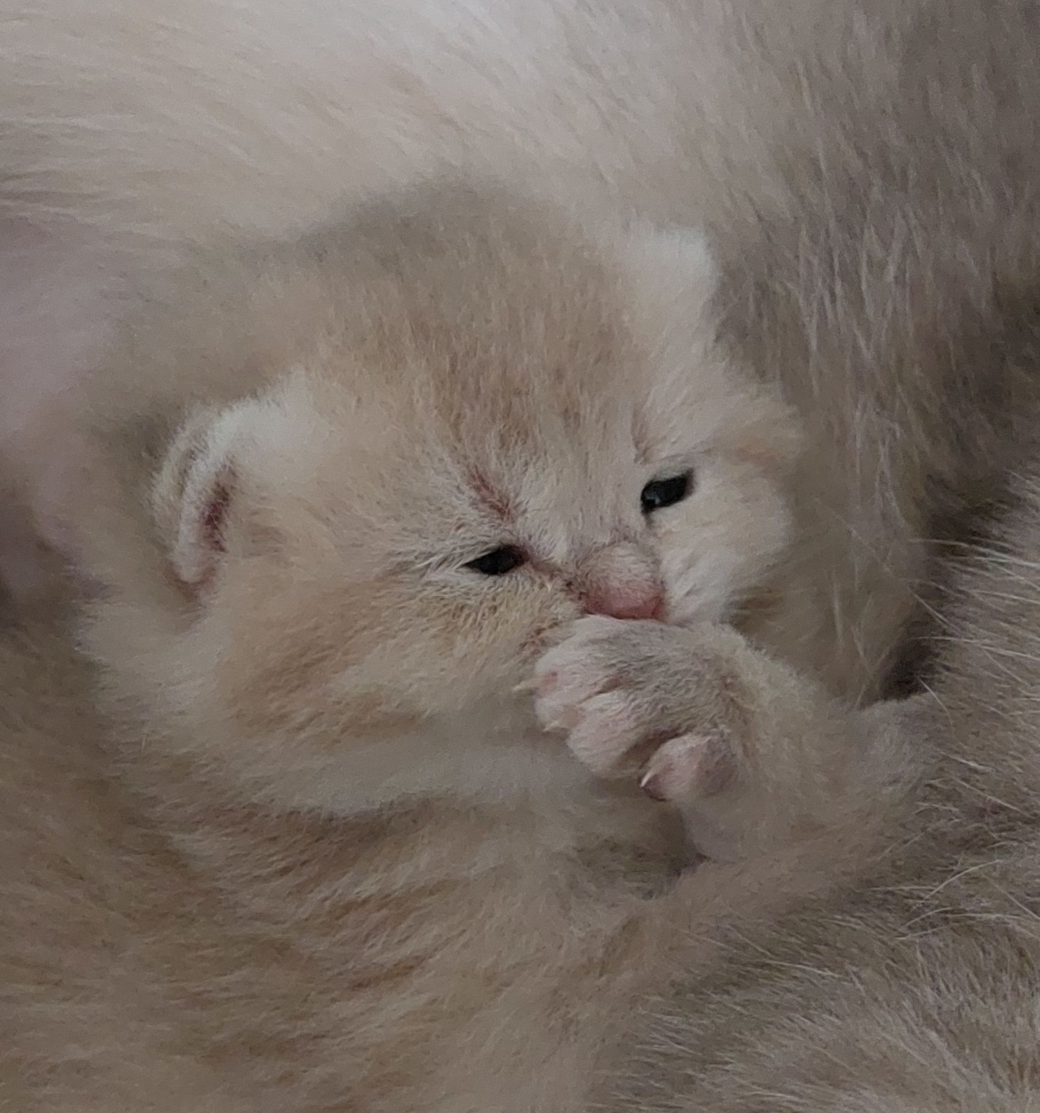 Kitten van het F-nest