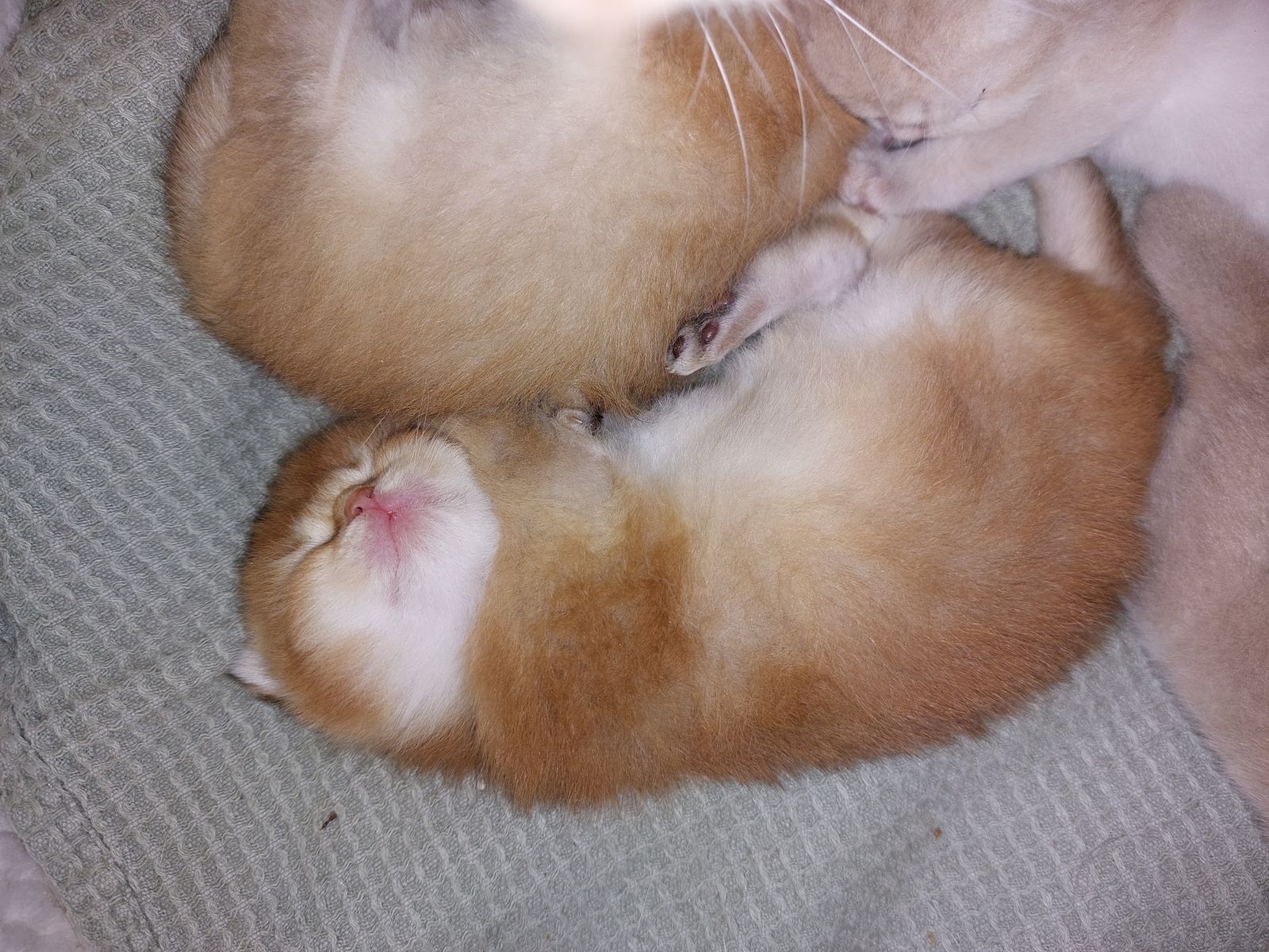 Kitten van het F-nest