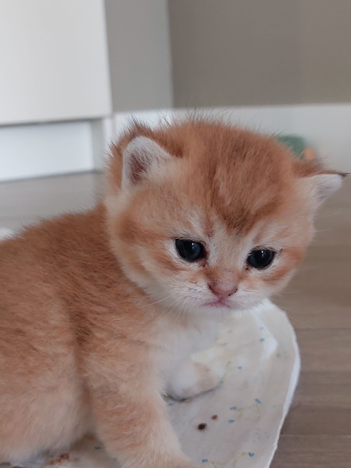 Kitten van het F-nest