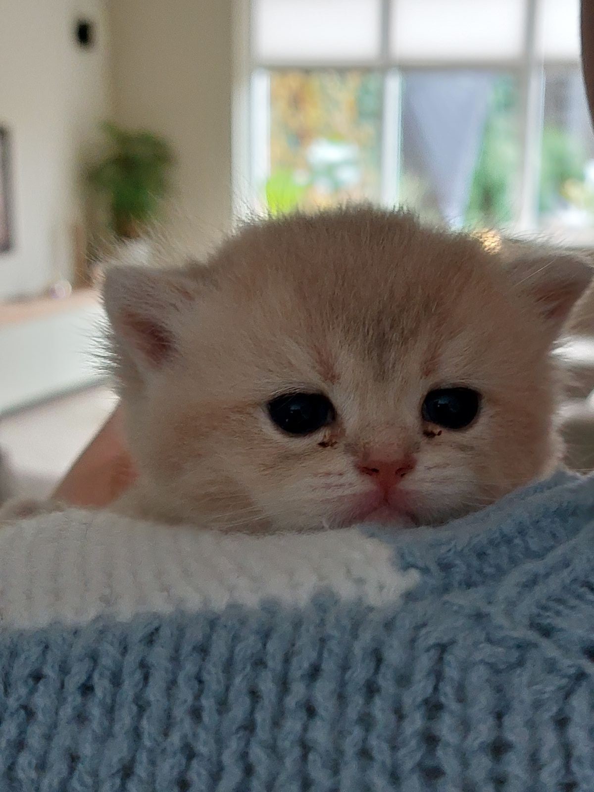 Kitten van het F-nest
