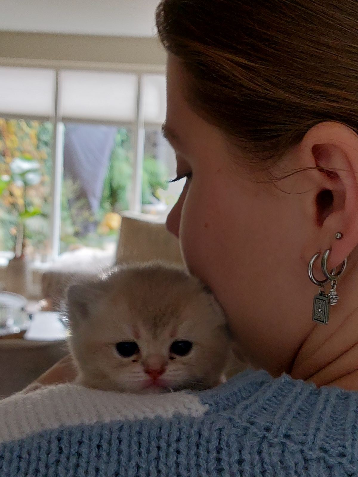 Kitten van het F-nest
