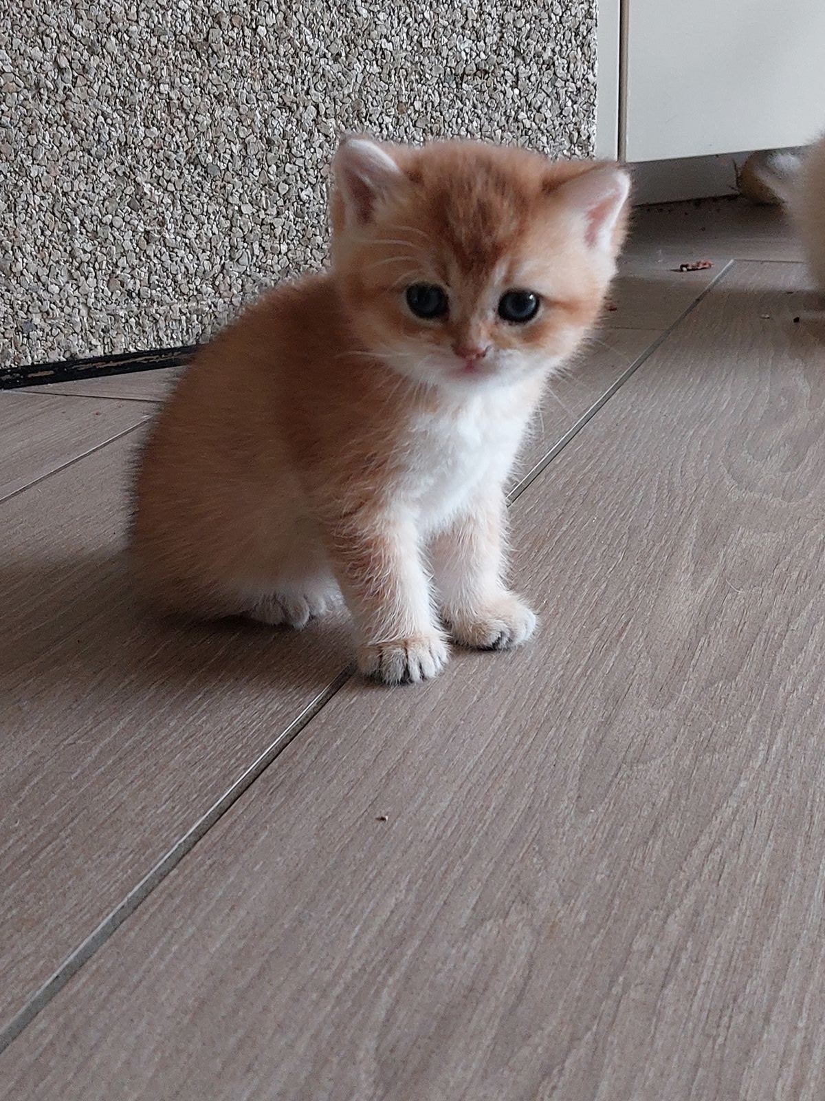 Kitten van het F-nest