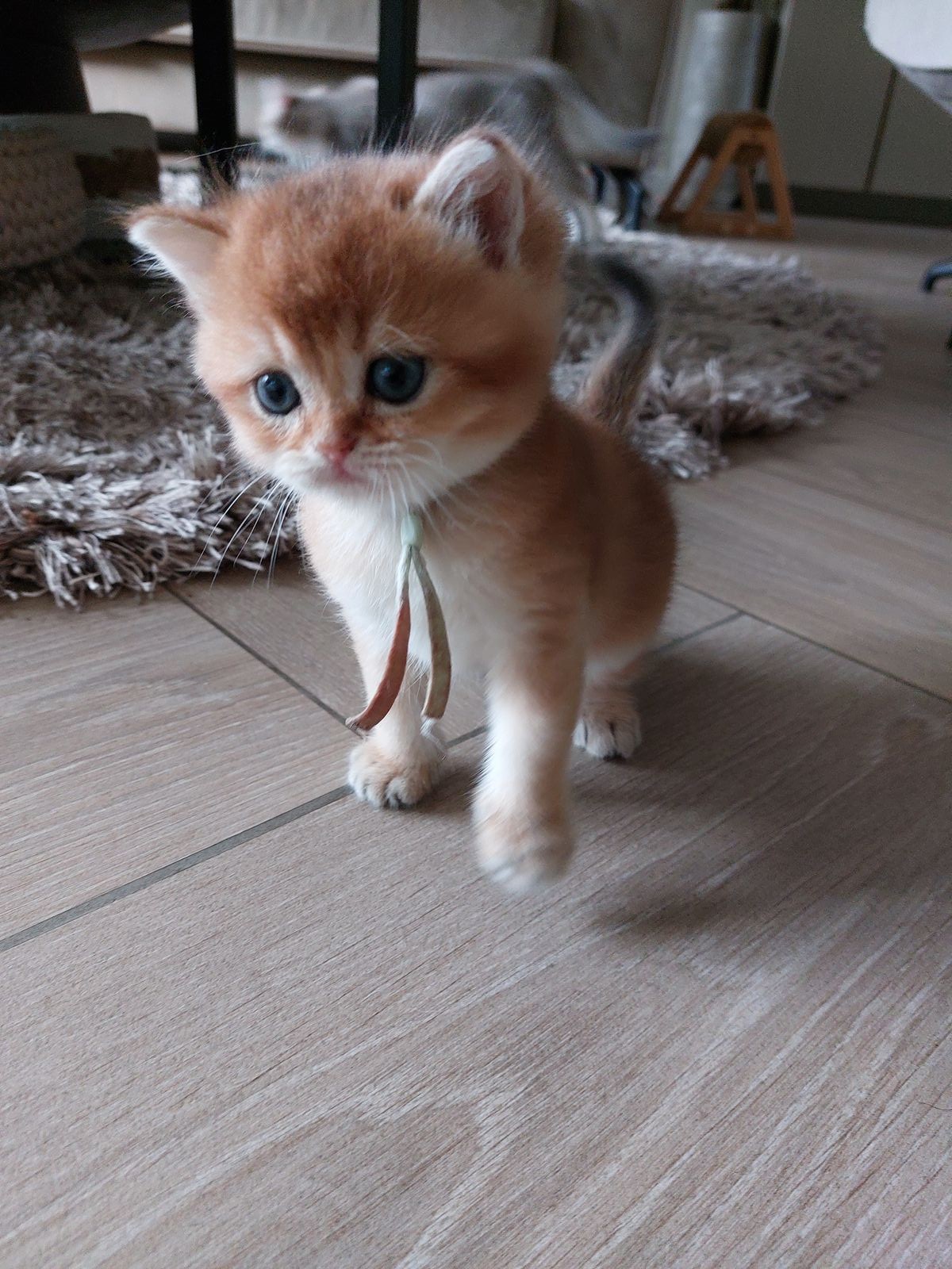 Kitten van het F-nest