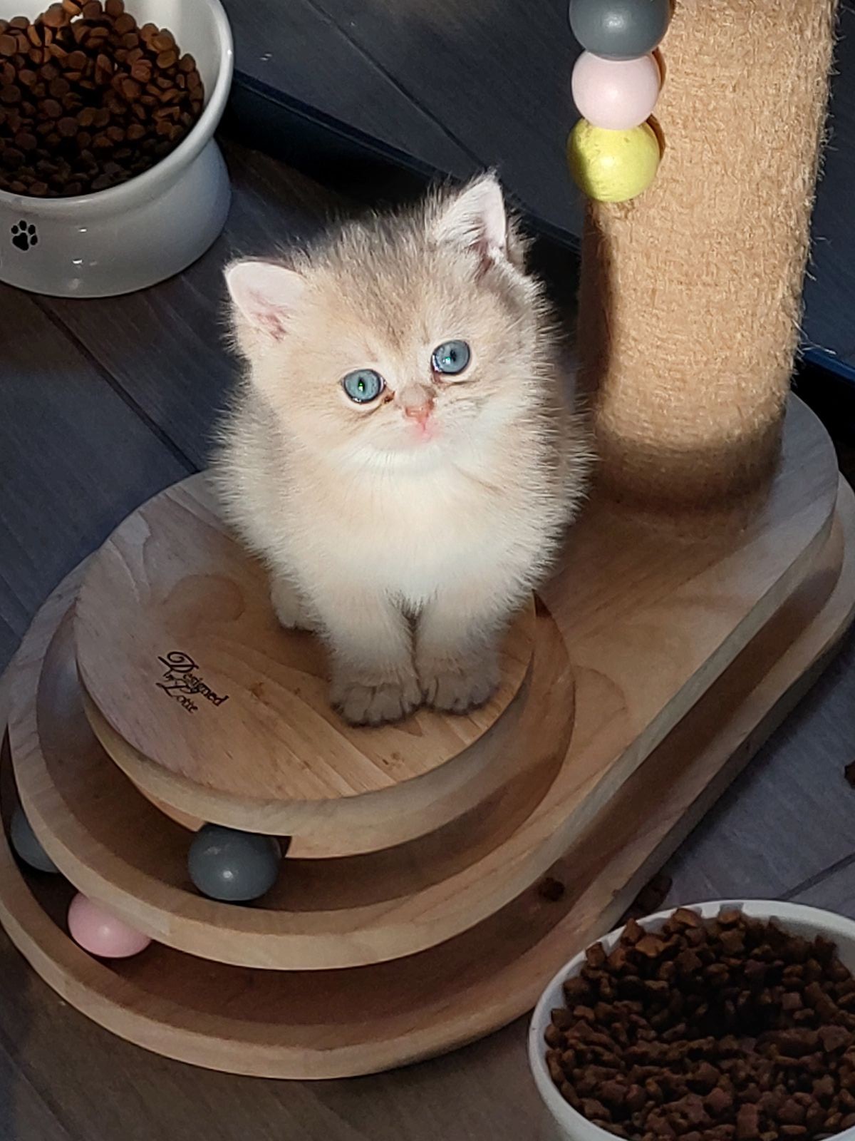Kitten van het F-nest