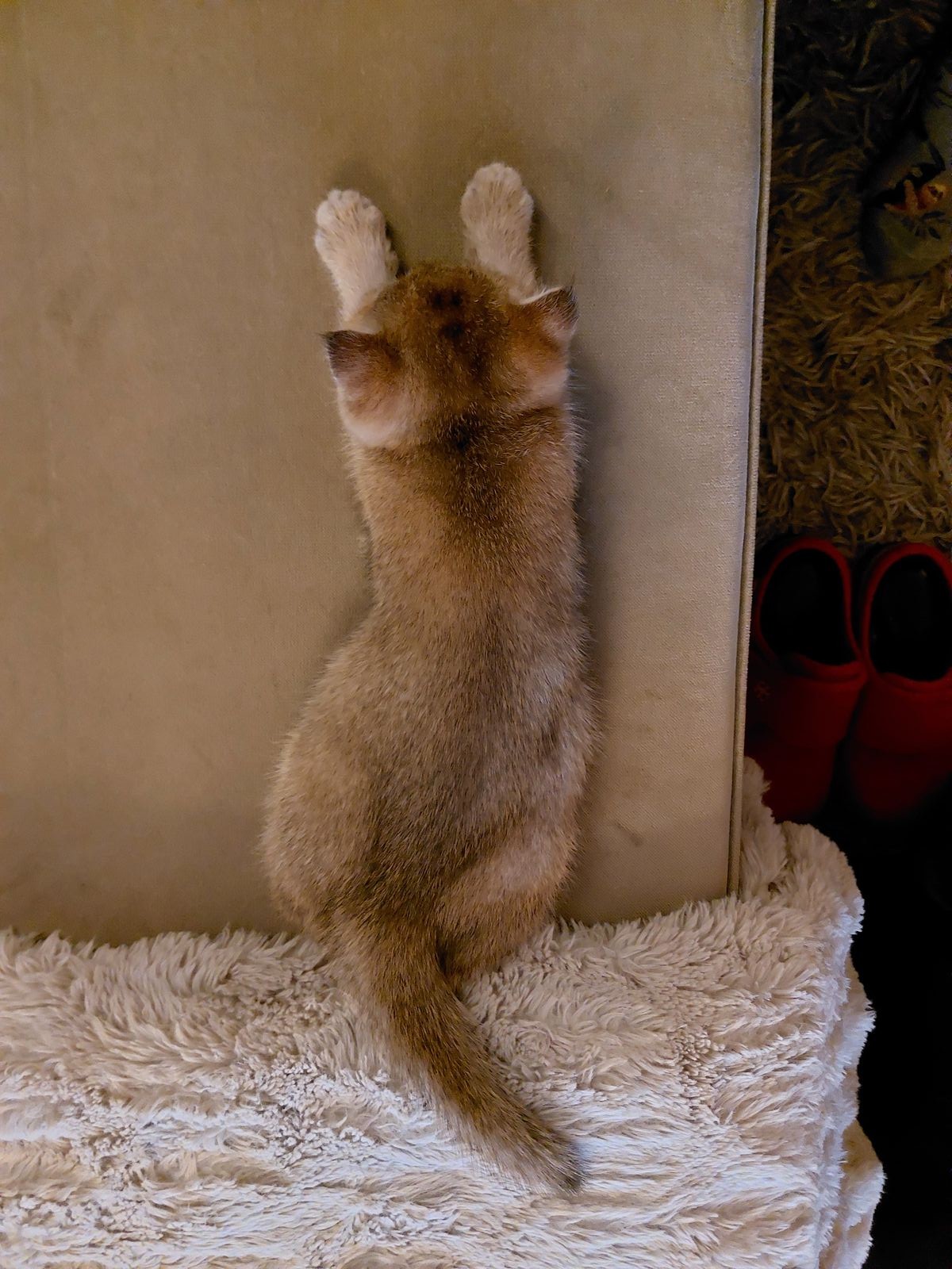 Kitten van het F-nest