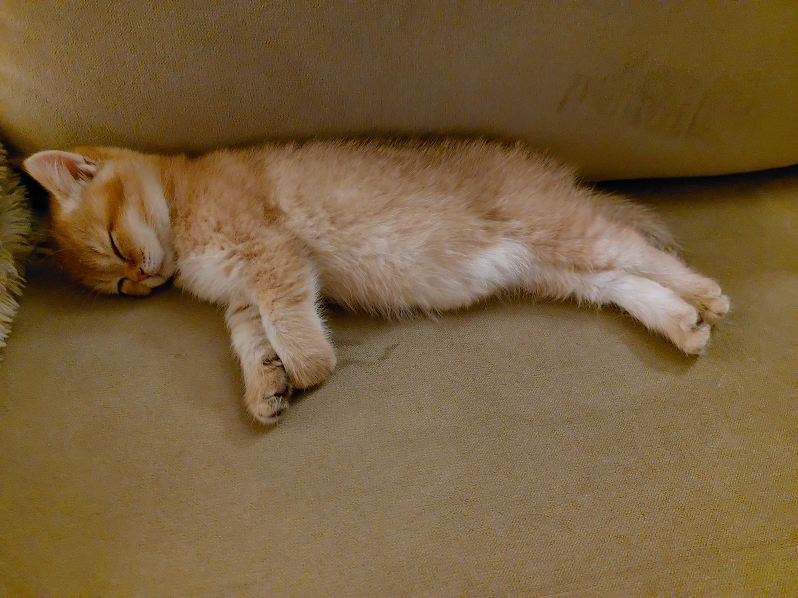 Kitten van het F-nest