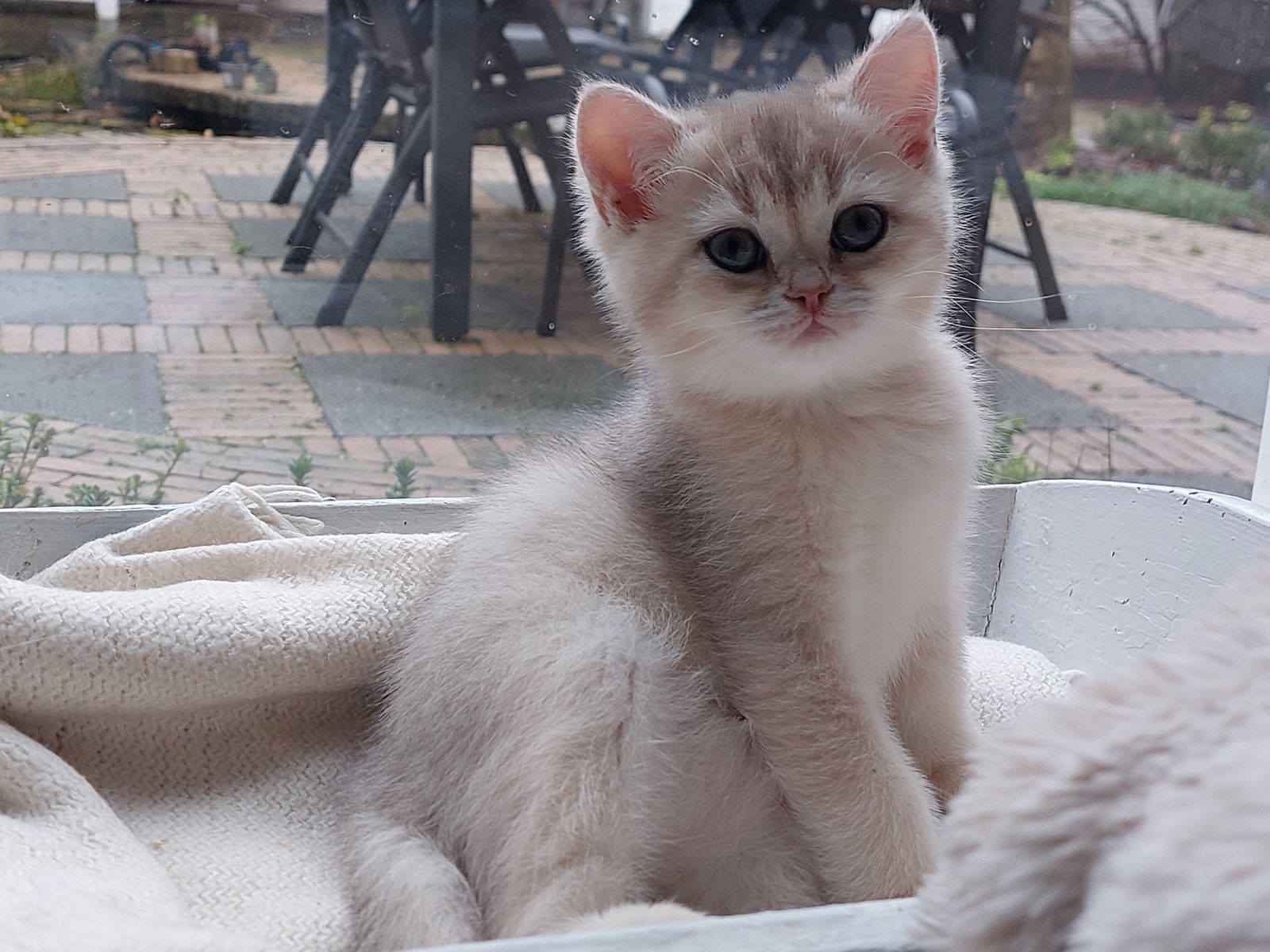 Kitten van het F-nest