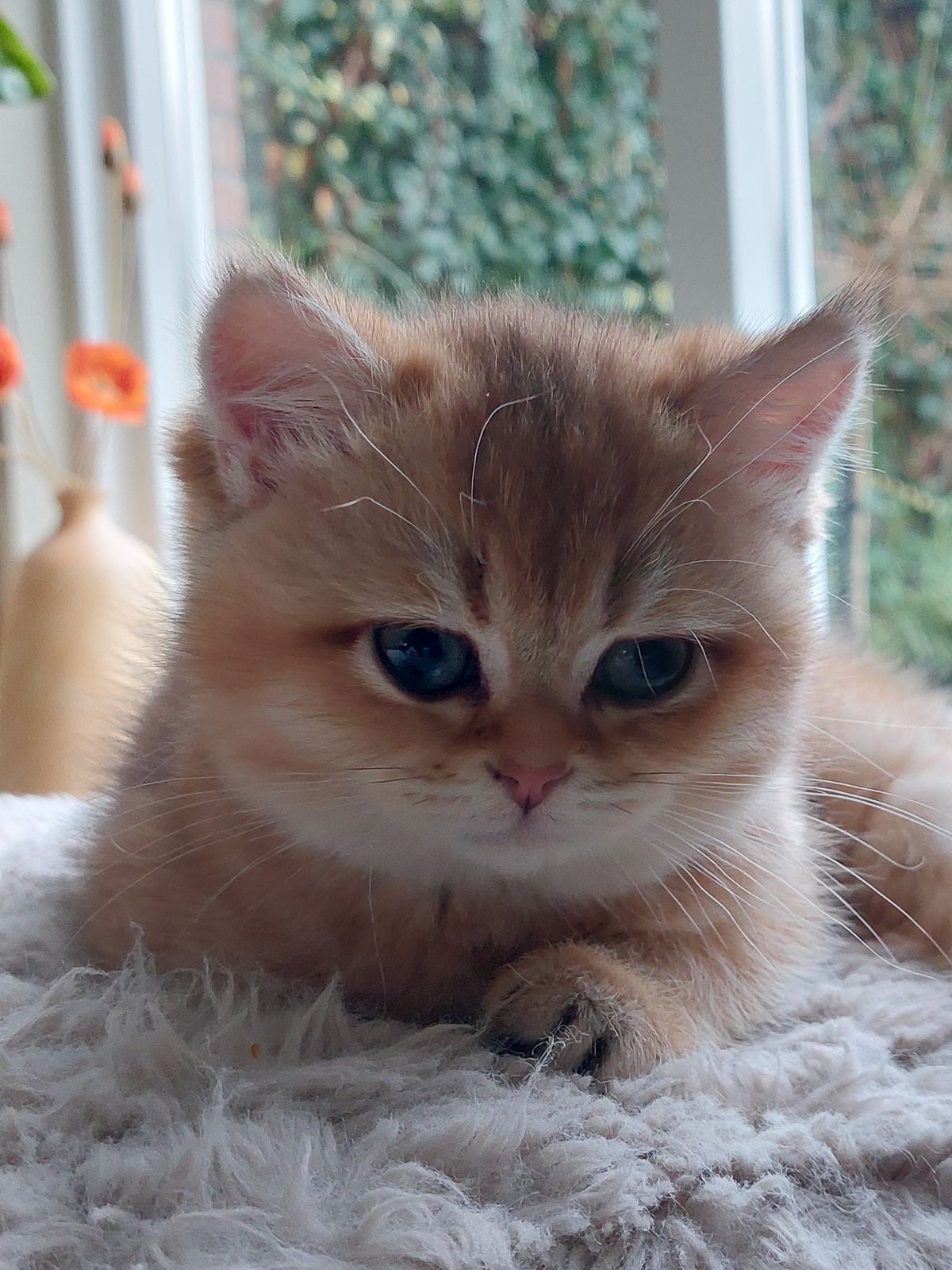 Kitten van het F-nest