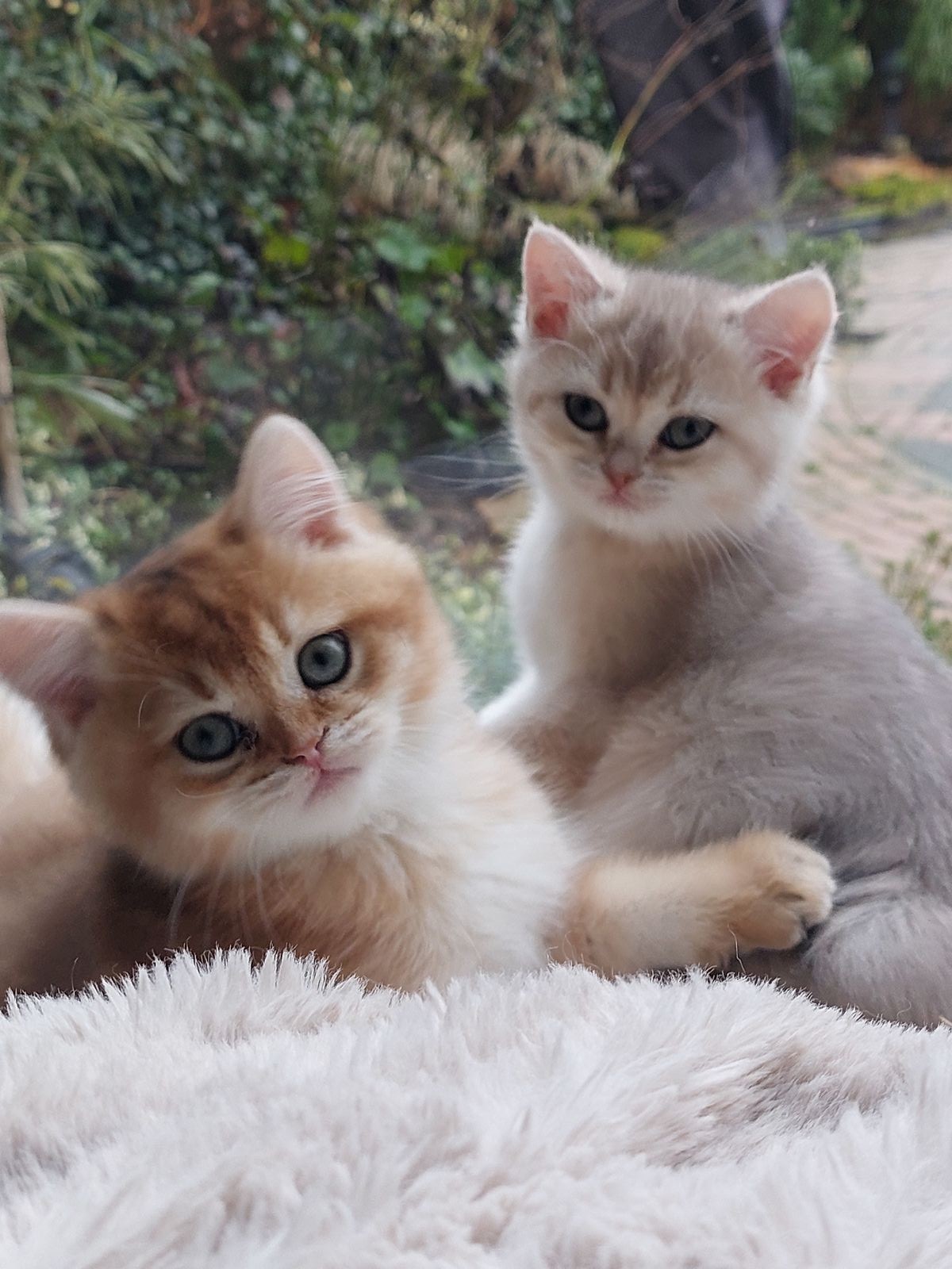 Kitten van het F-nest