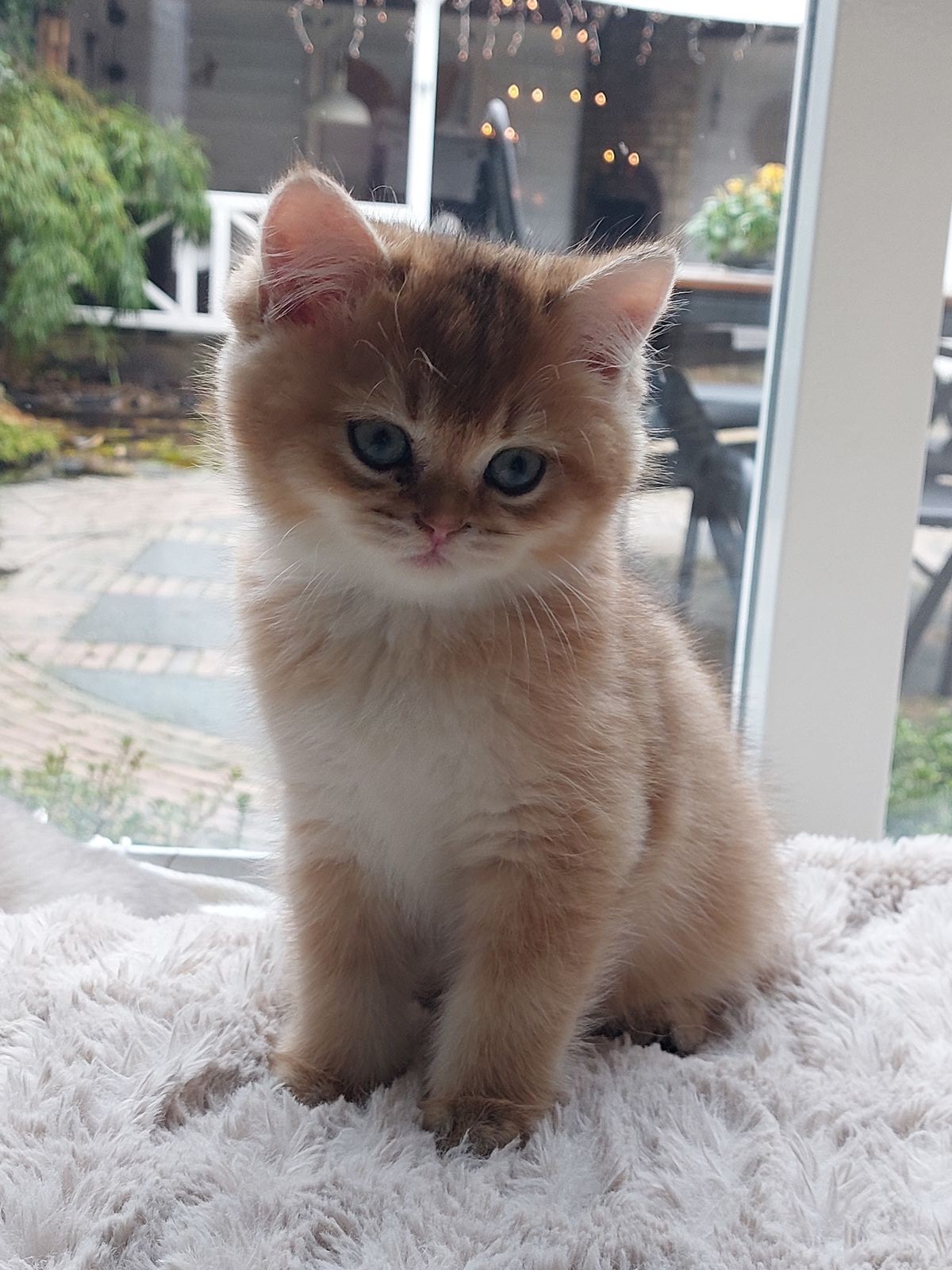 Kitten van het F-nest