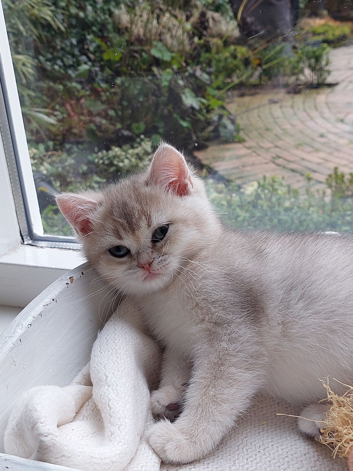 Kitten van het F-nest