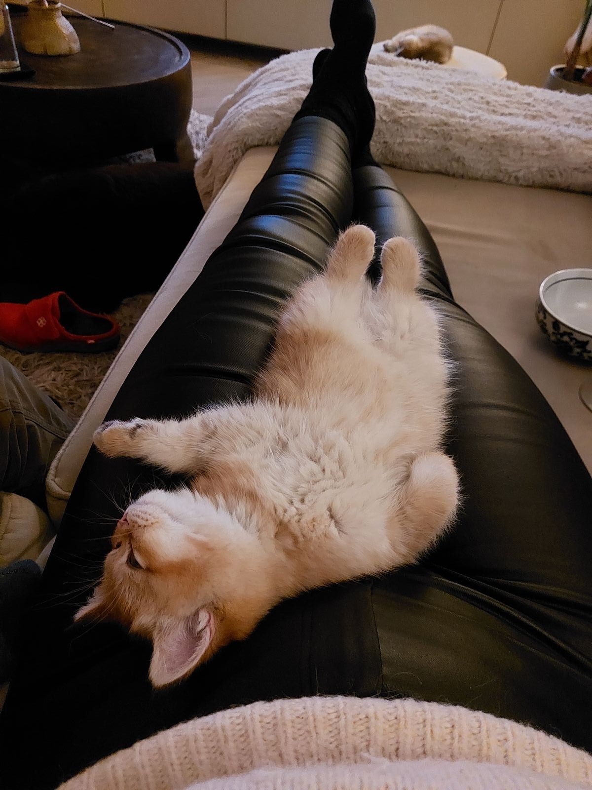 Kitten van het F-nest