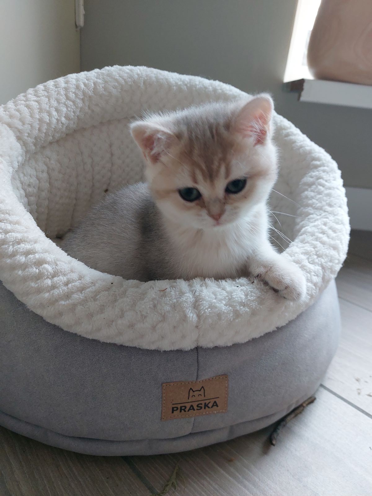 Kitten van het F-nest