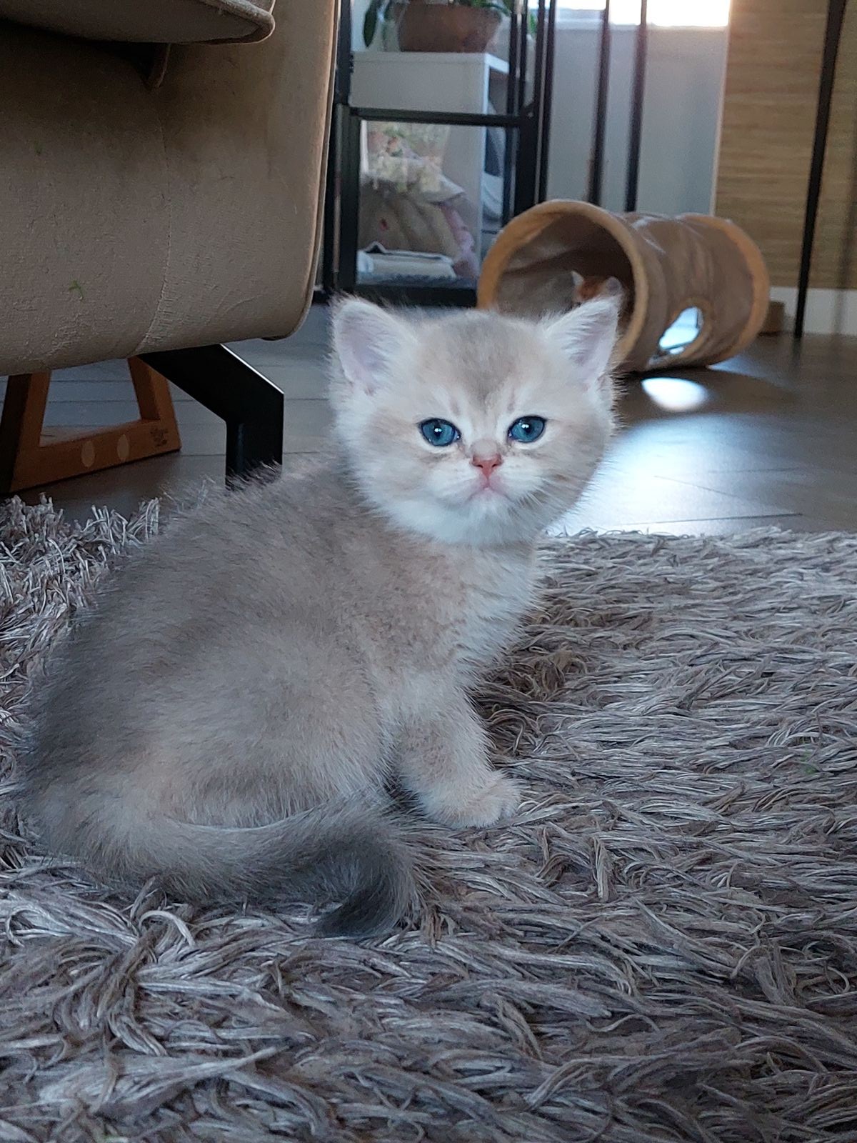Kitten van het F-nest