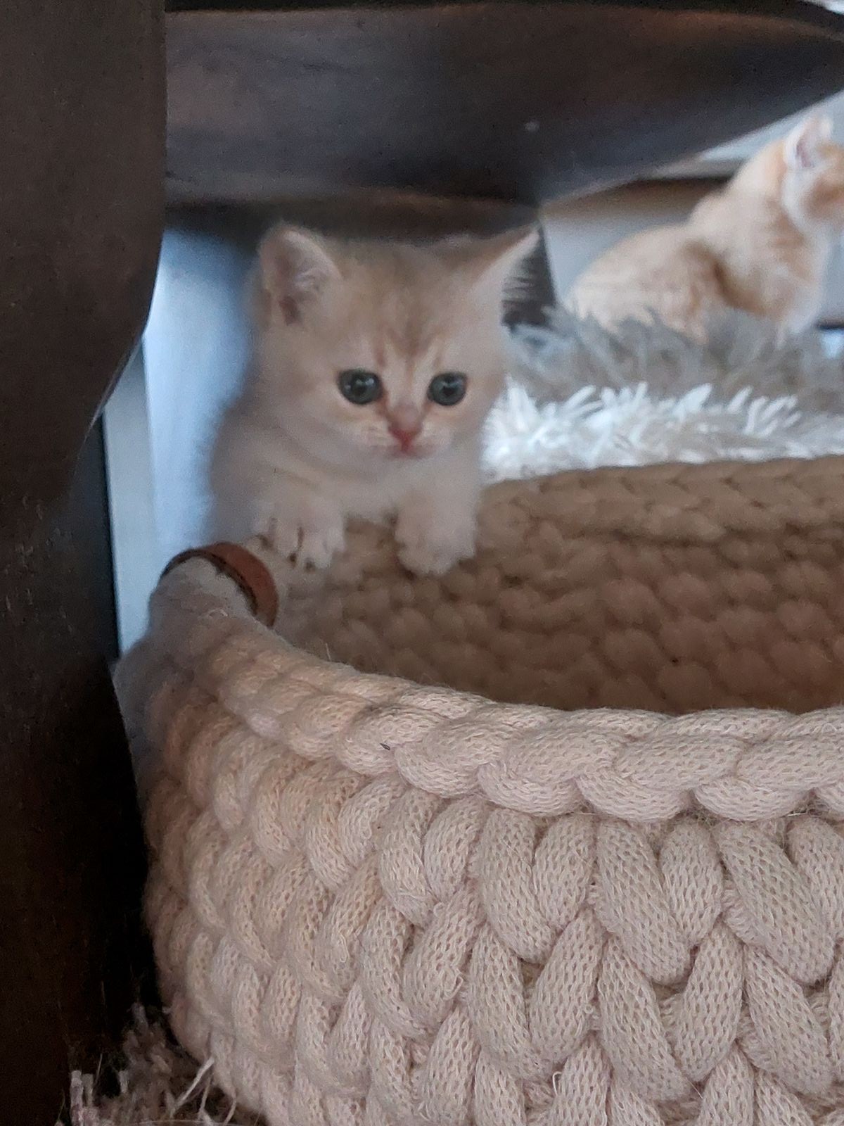 Kitten van het F-nest