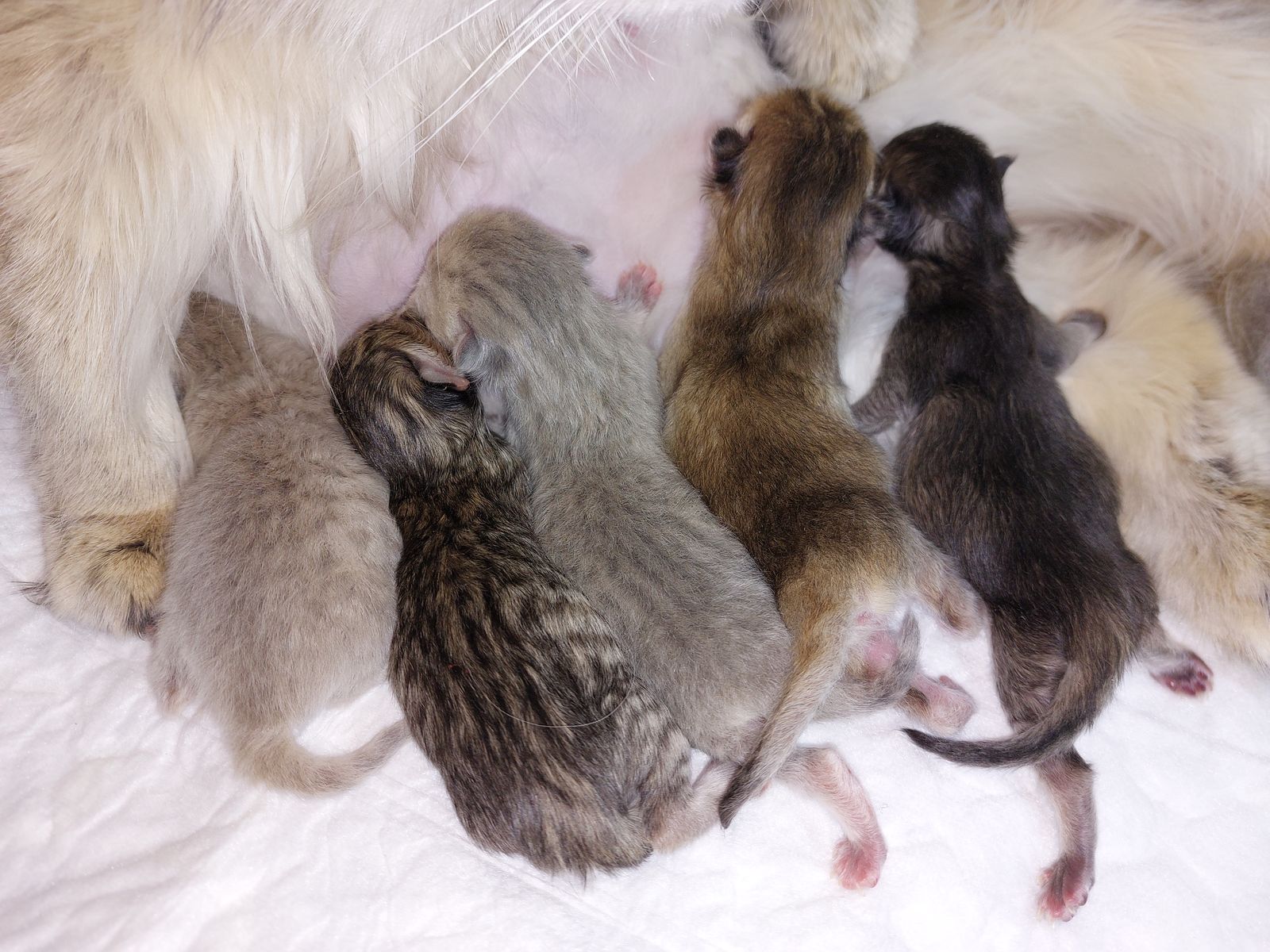 Kitten van het G-nest