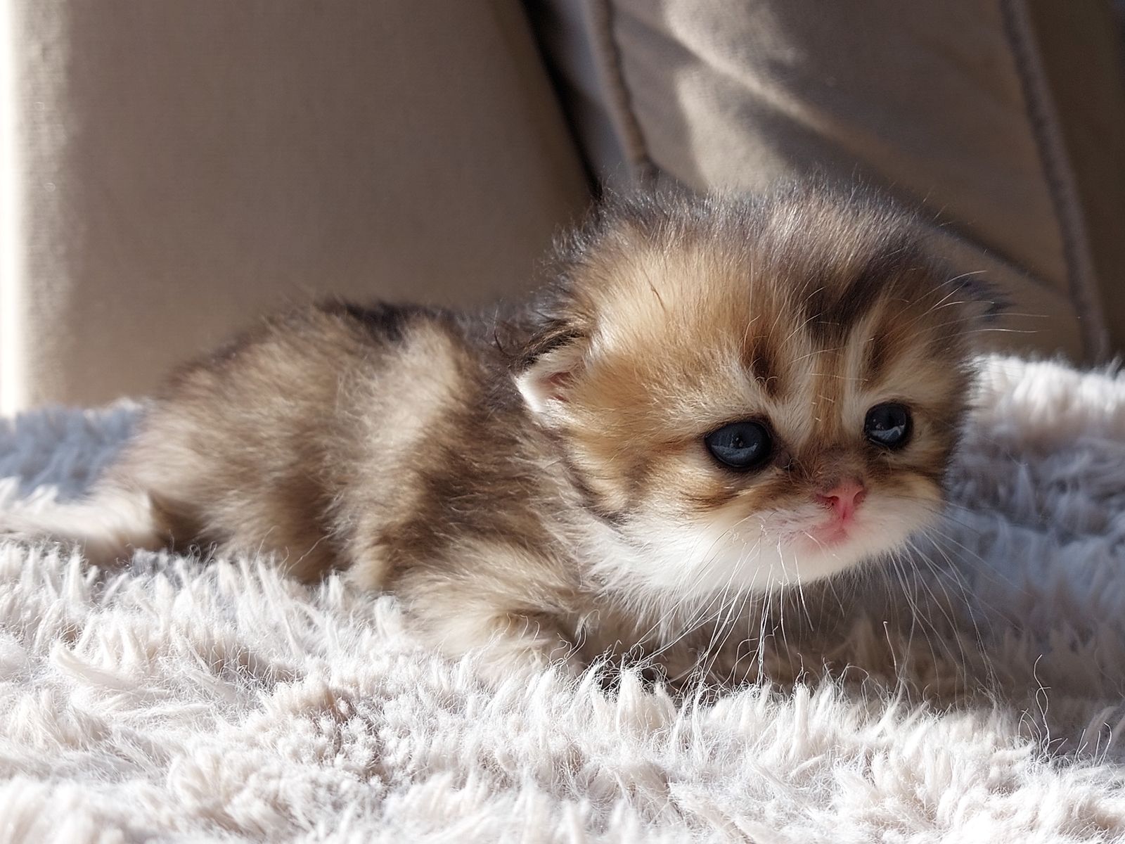 Kitten van het G-nest