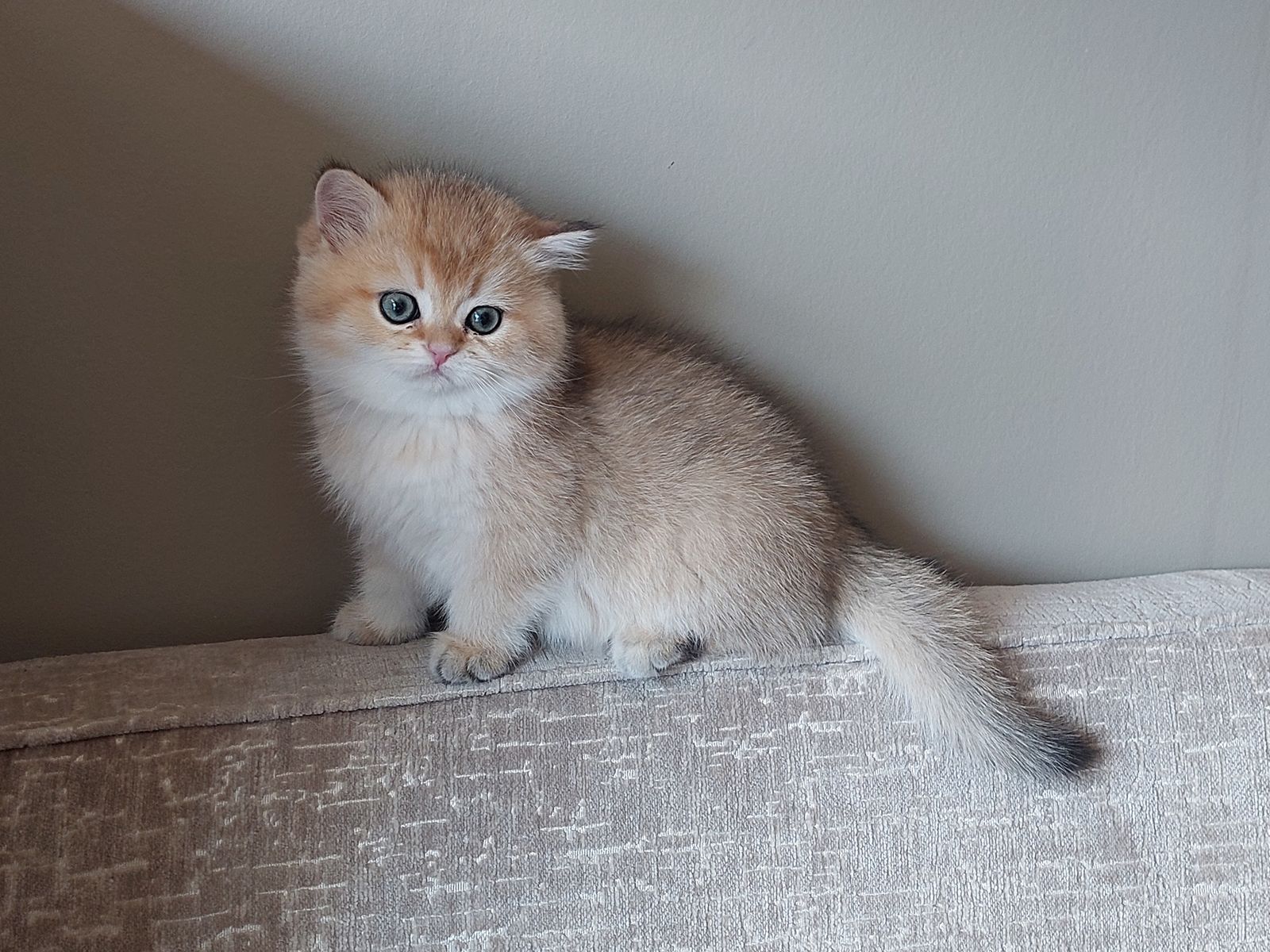 Kitten van het G-nest