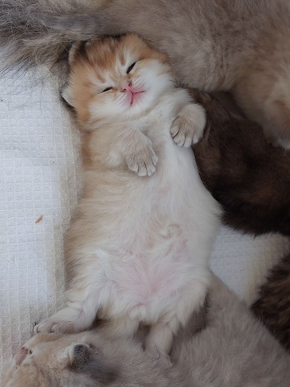 Kitten van het G-nest