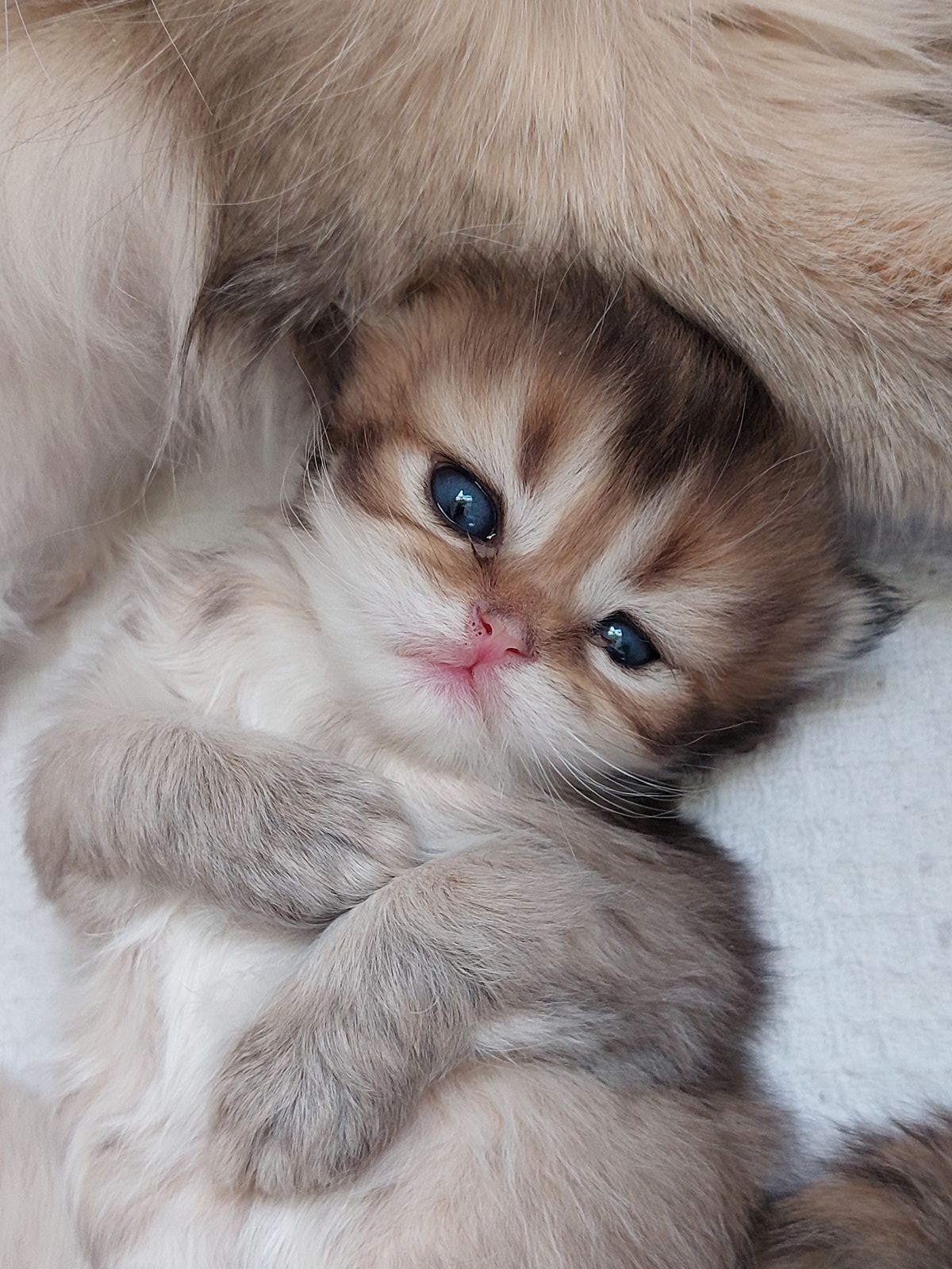 Kitten van het G-nest