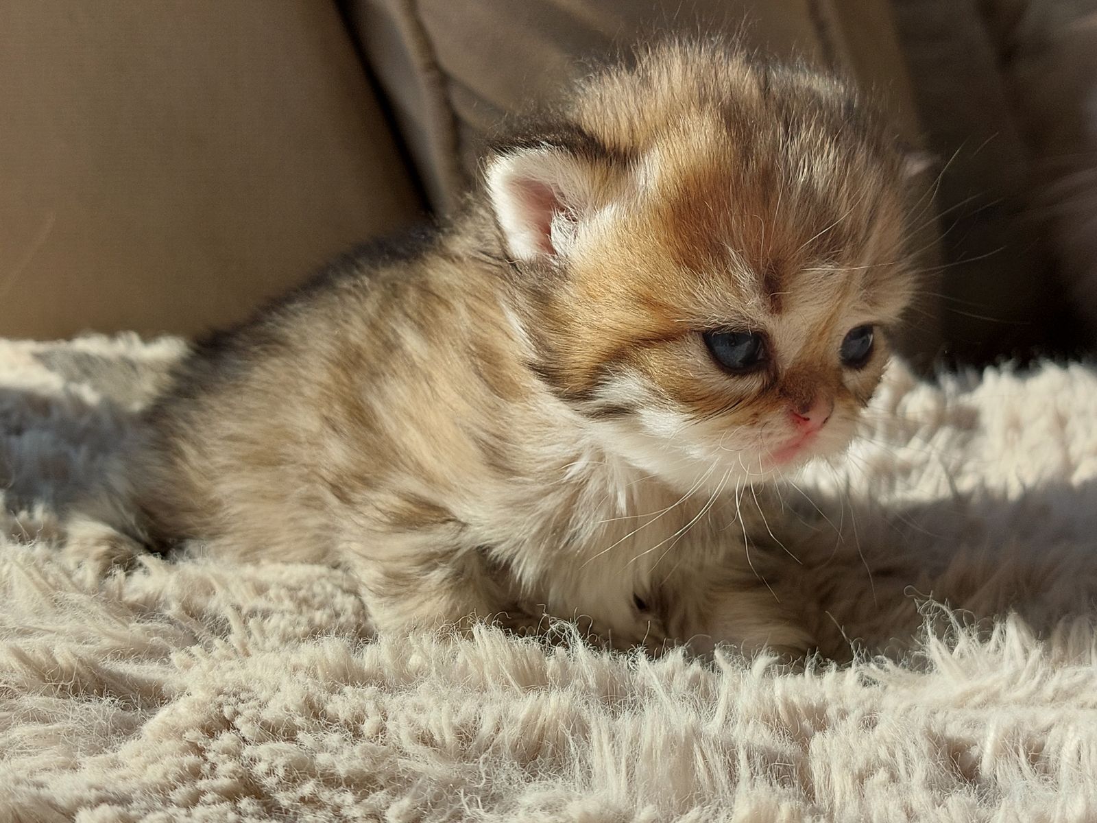 Kitten van het G-nest