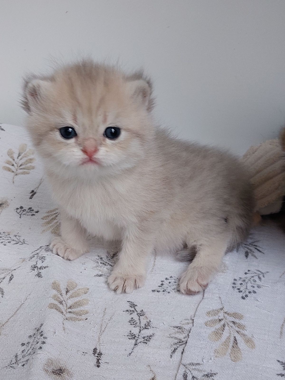 Kitten van het G-nest