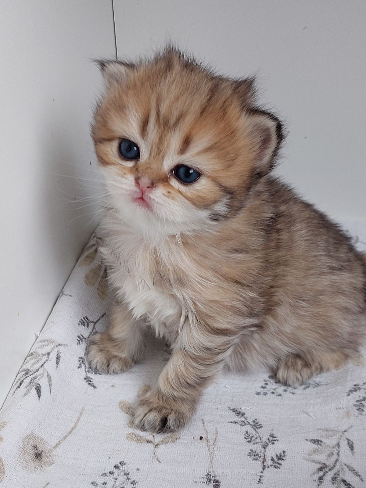 Kitten van het G-nest