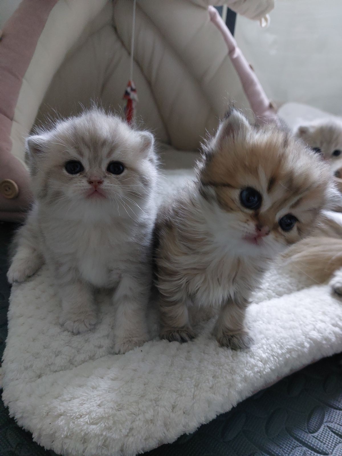 Kitten van het G-nest