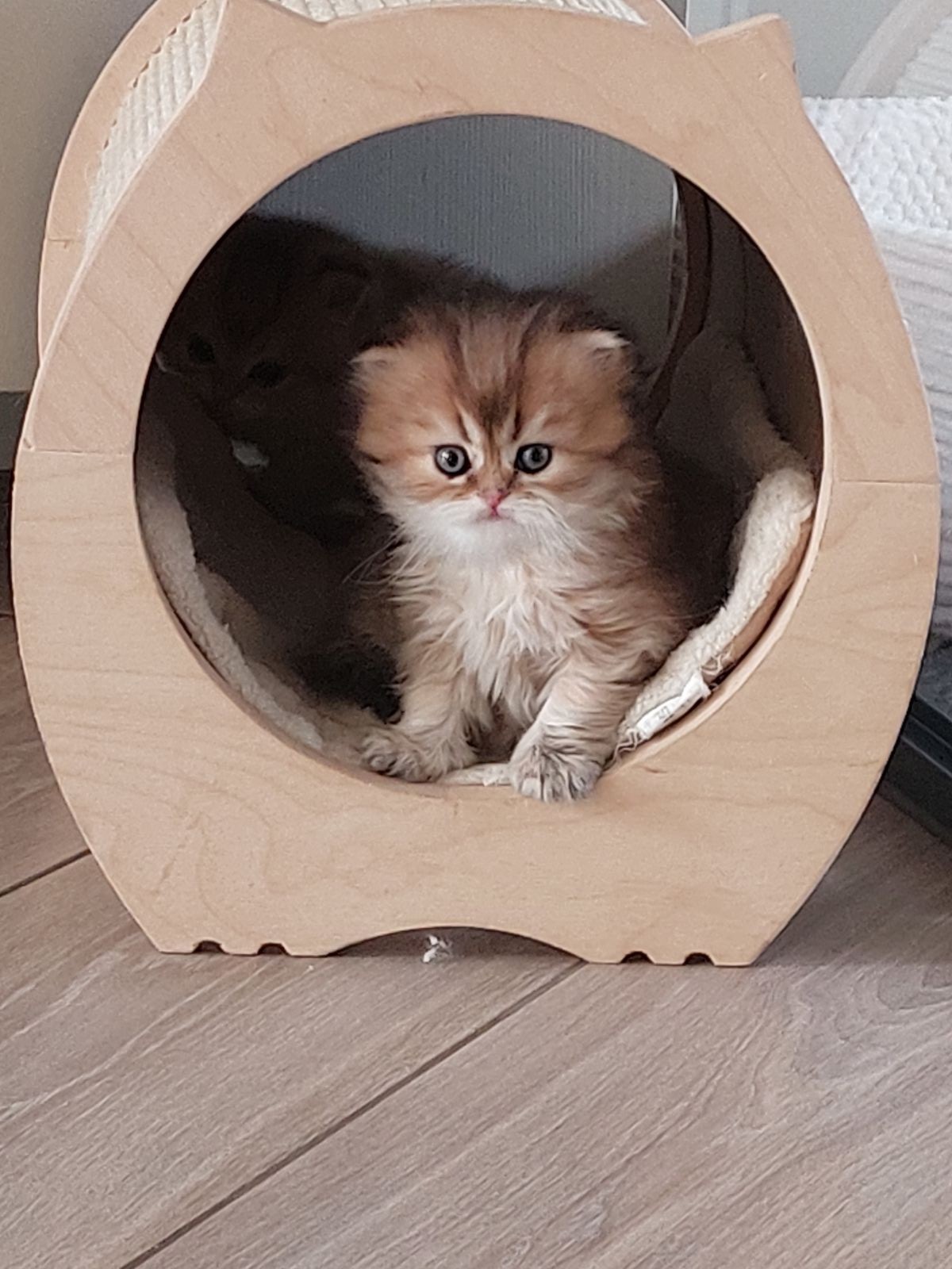 Kitten van het G-nest