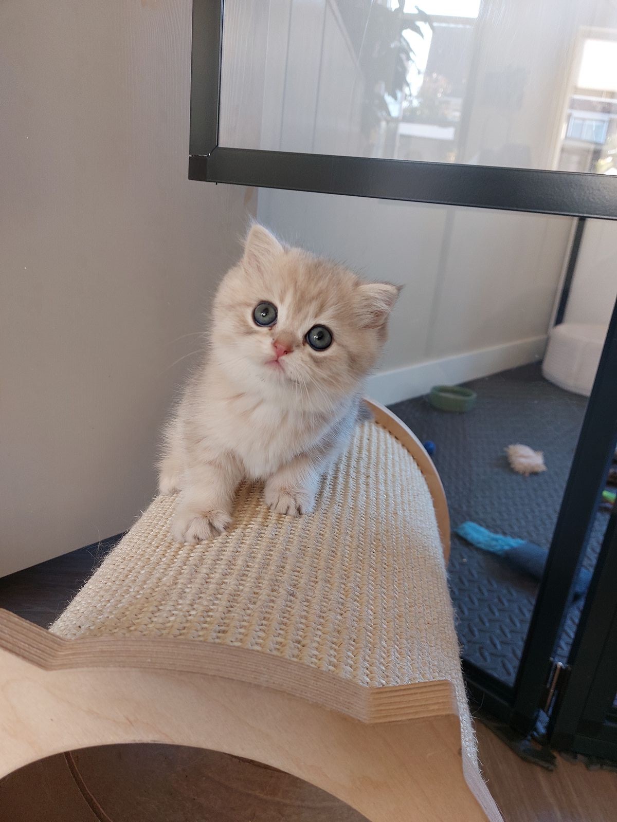 Kitten van het G-nest