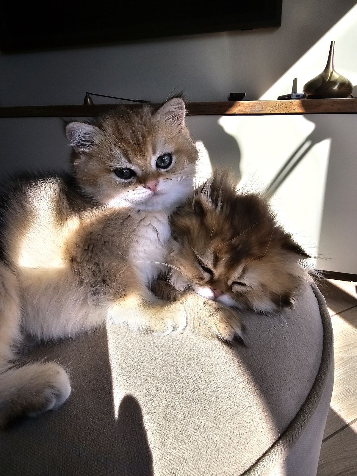 Kitten van het G-nest