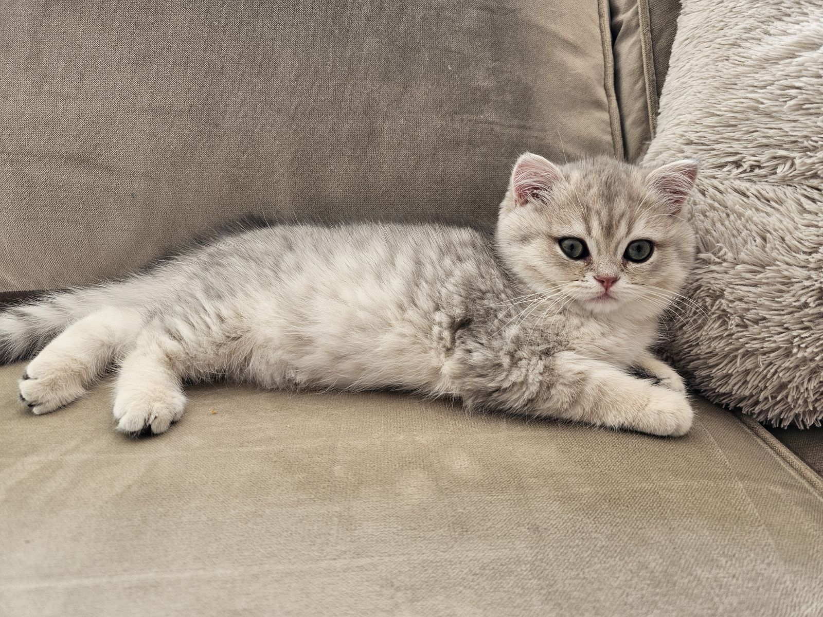 Kitten van het G-nest