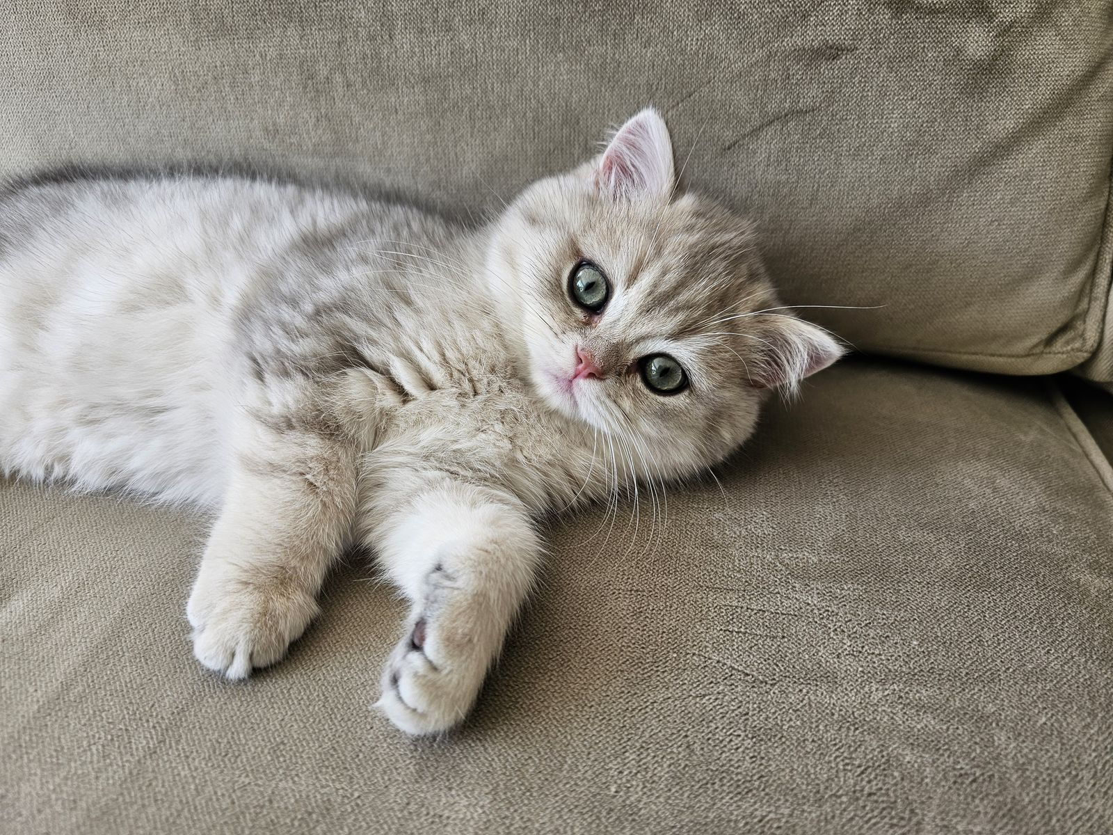 Kitten van het G-nest