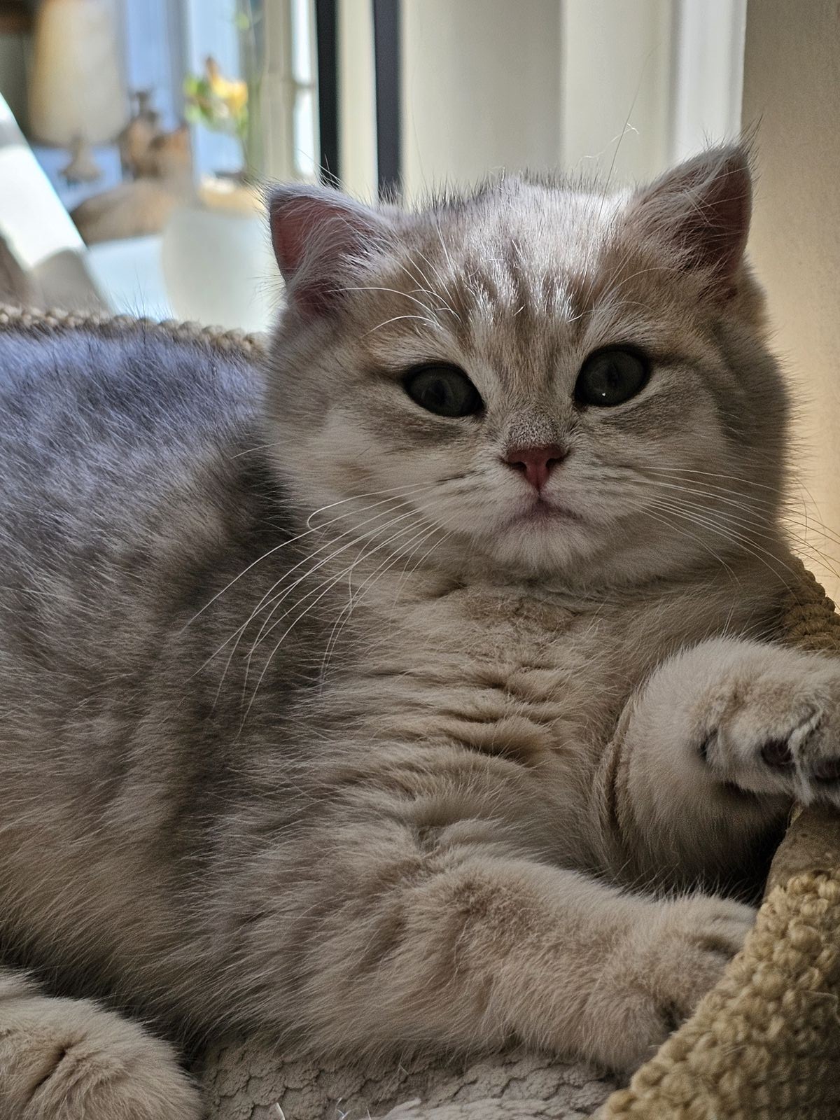 Kitten van het G-nest