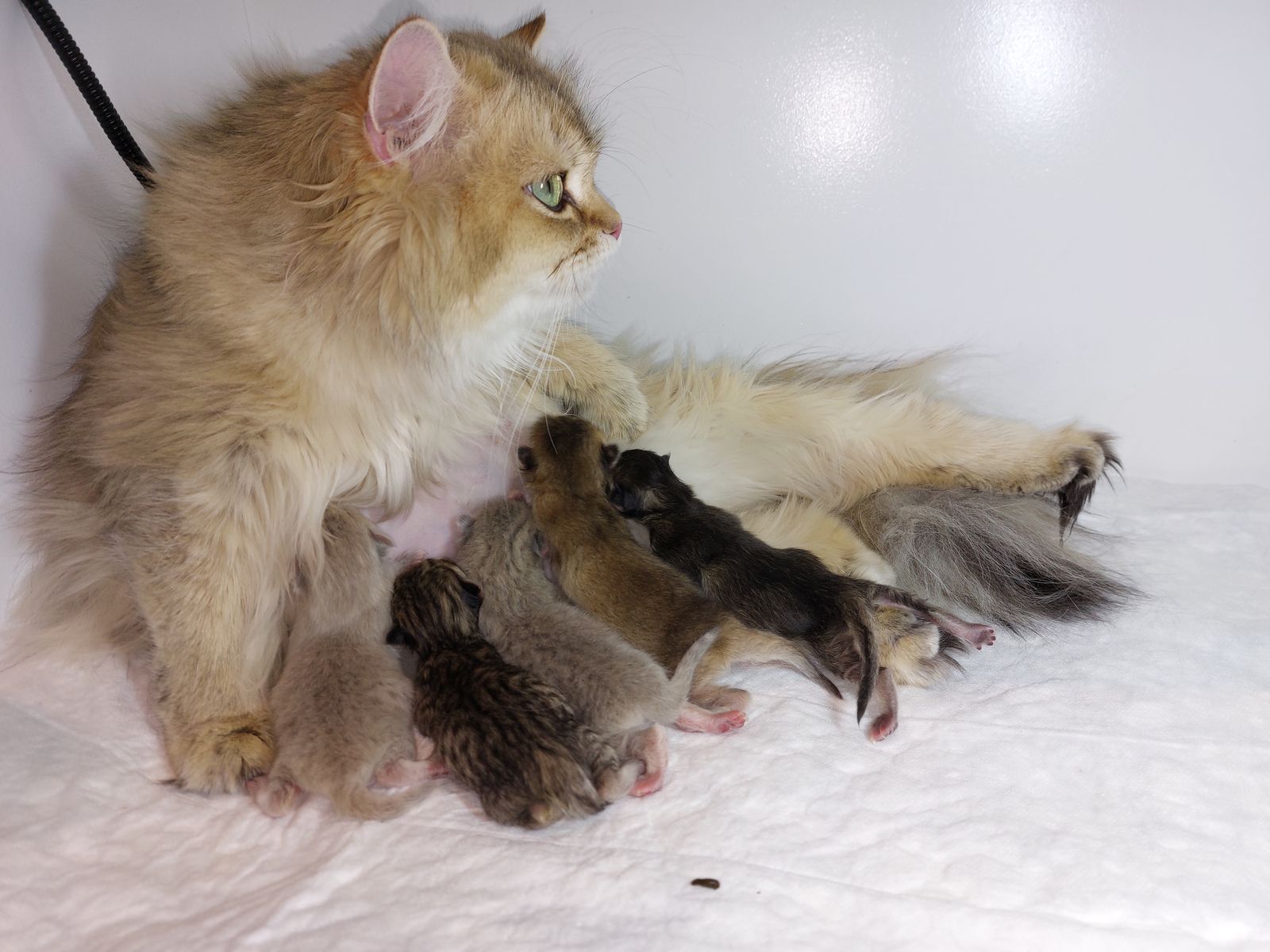 Kitten van het G-nest