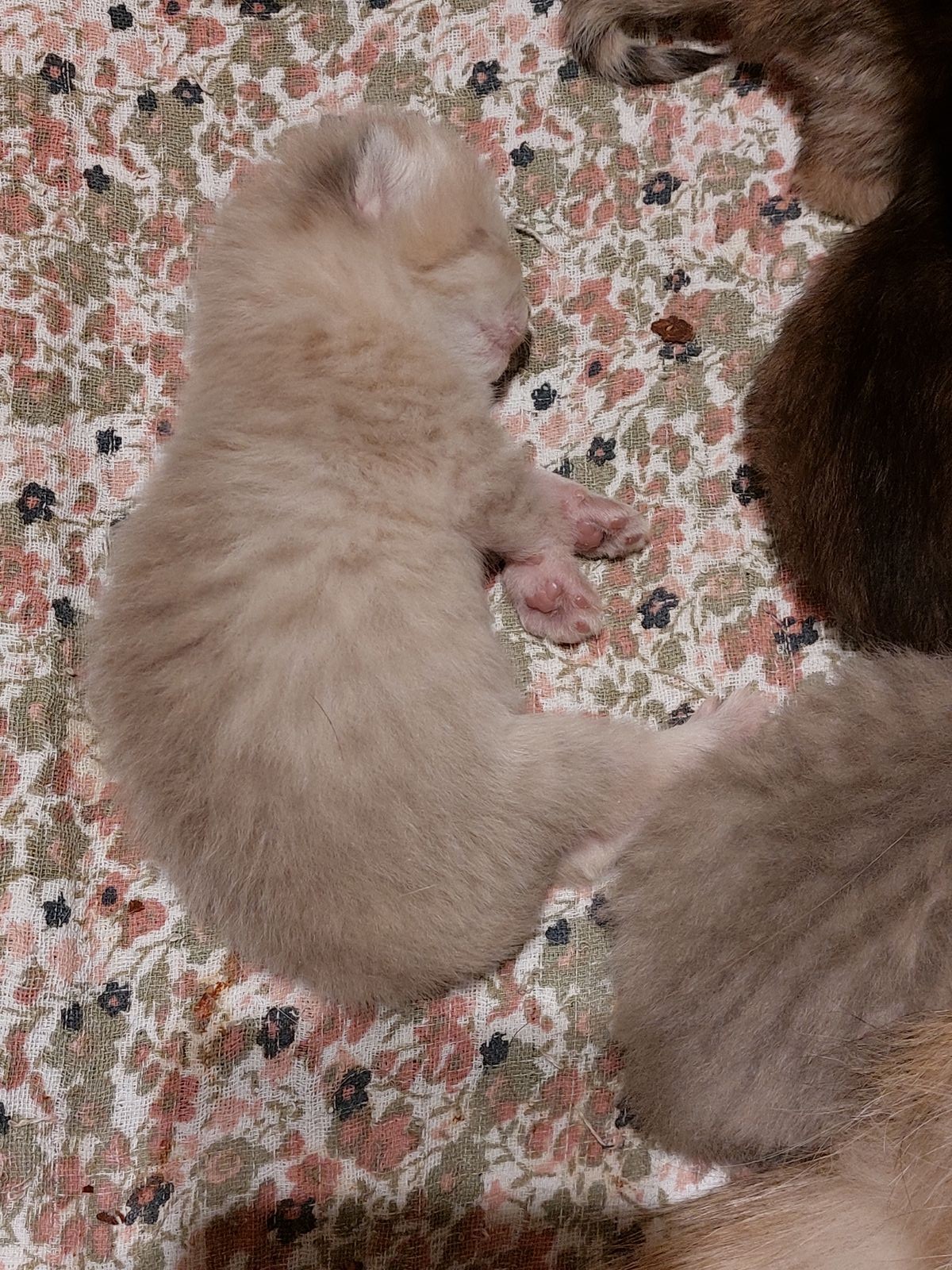 Kitten van het G-nest
