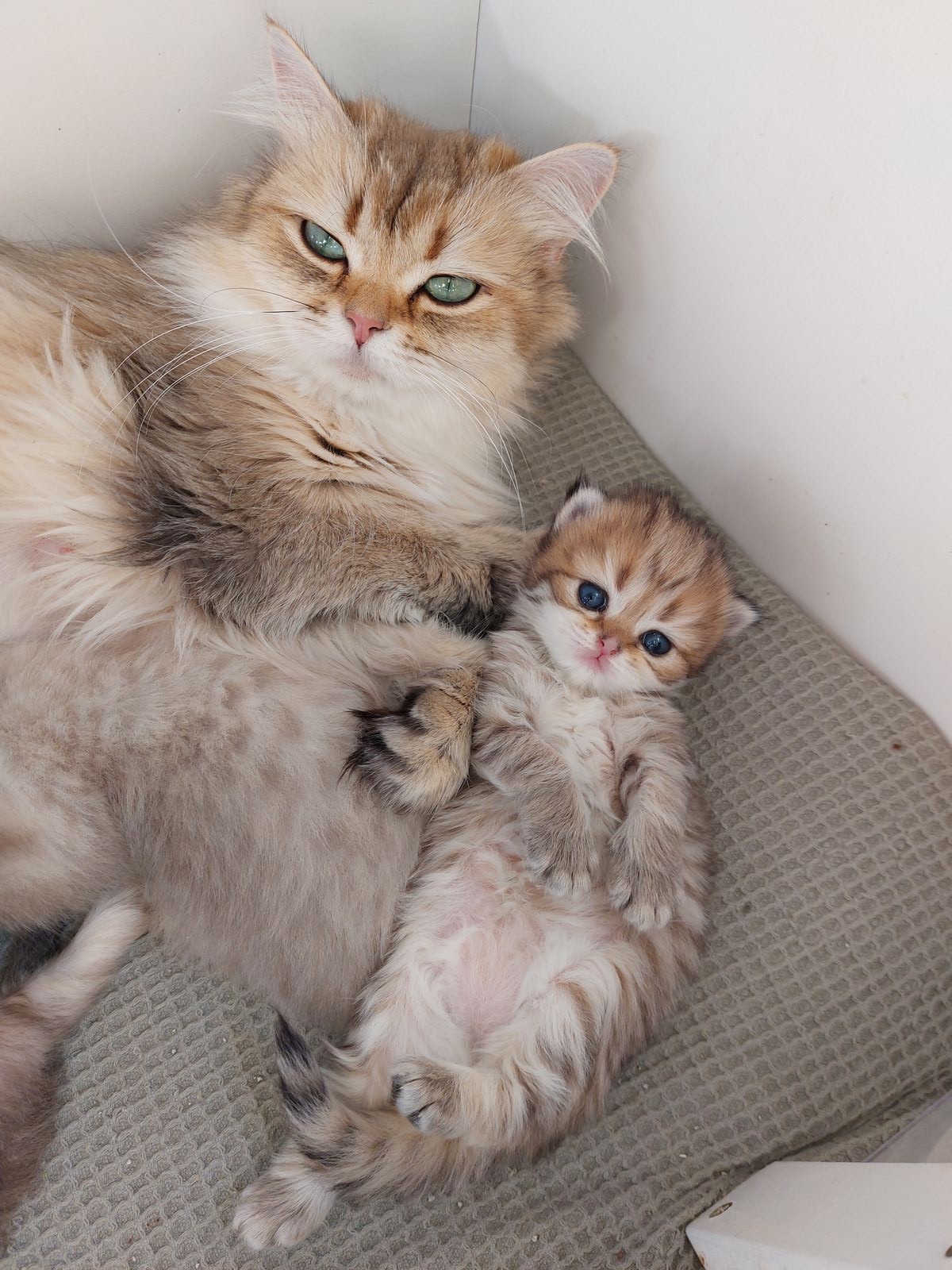 Kitten van het G-nest
