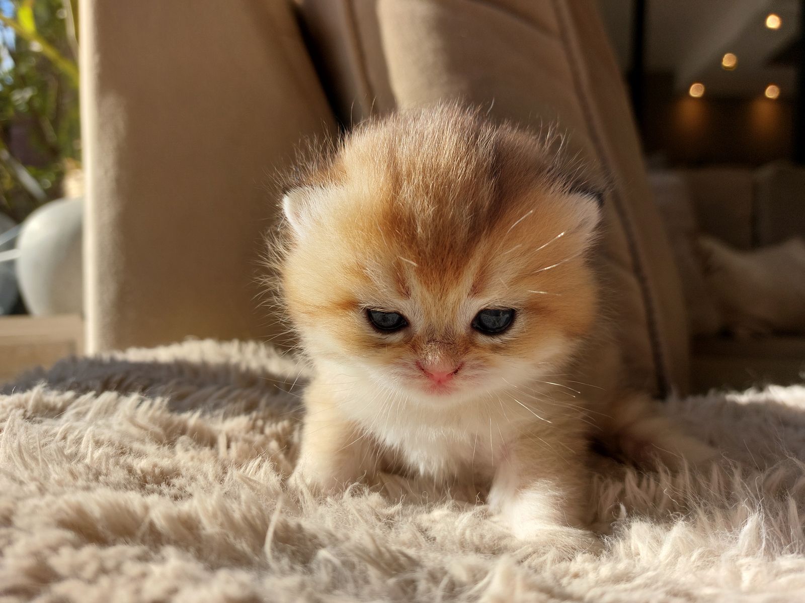 Kitten van het G-nest