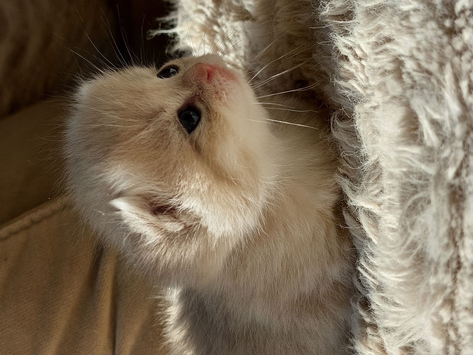 Kitten van het G-nest