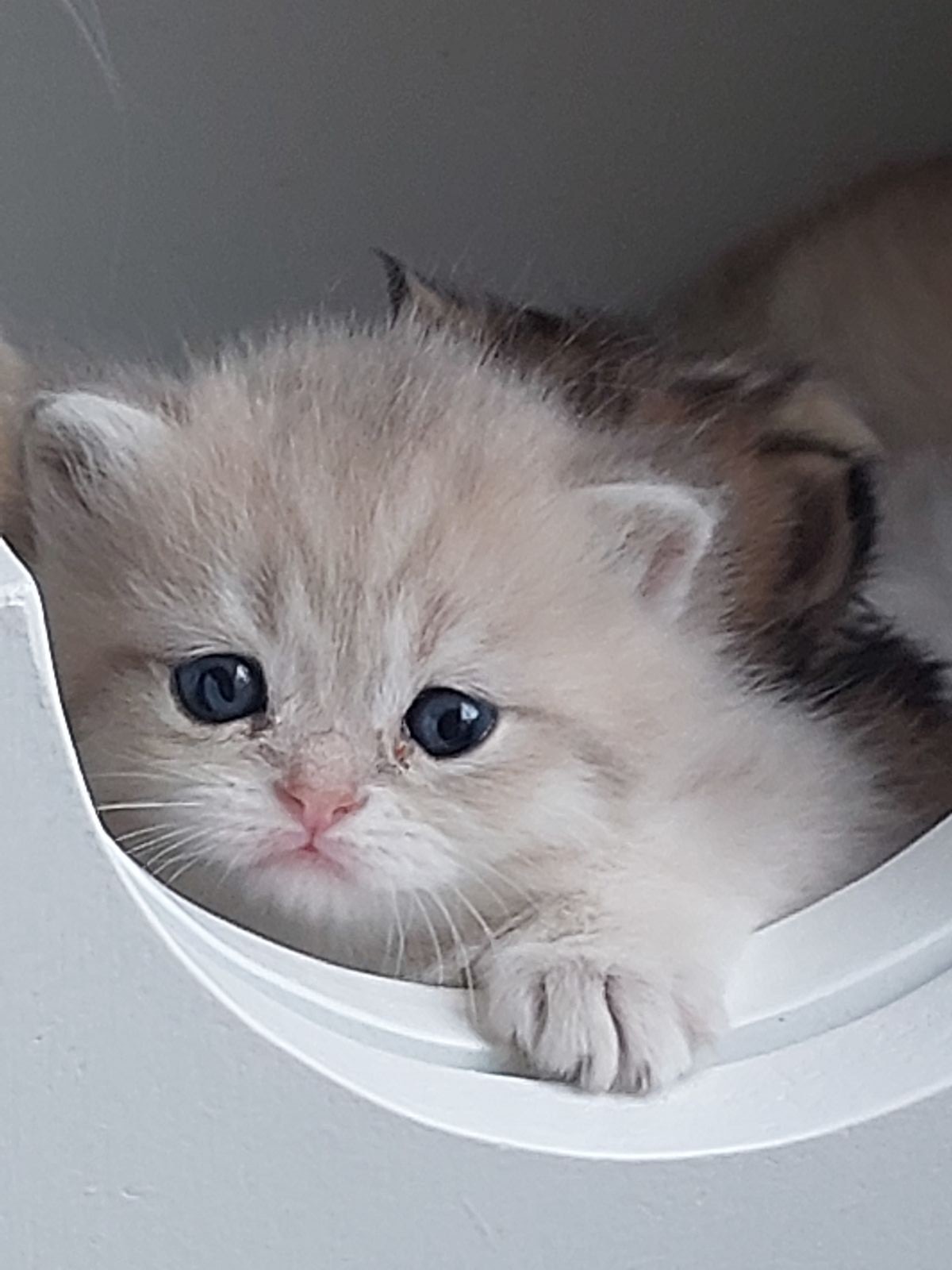 Kitten van het G-nest