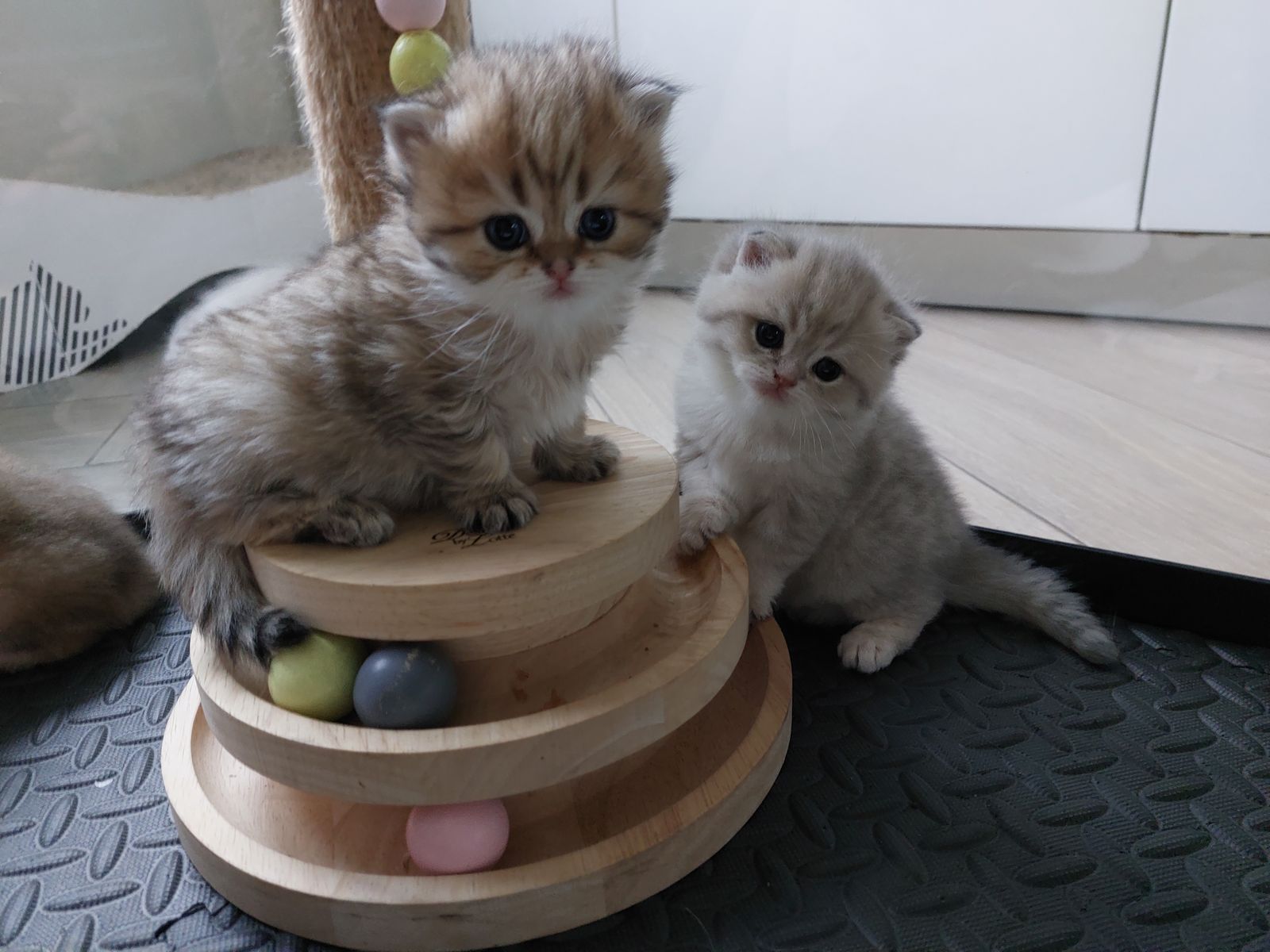Kitten van het G-nest