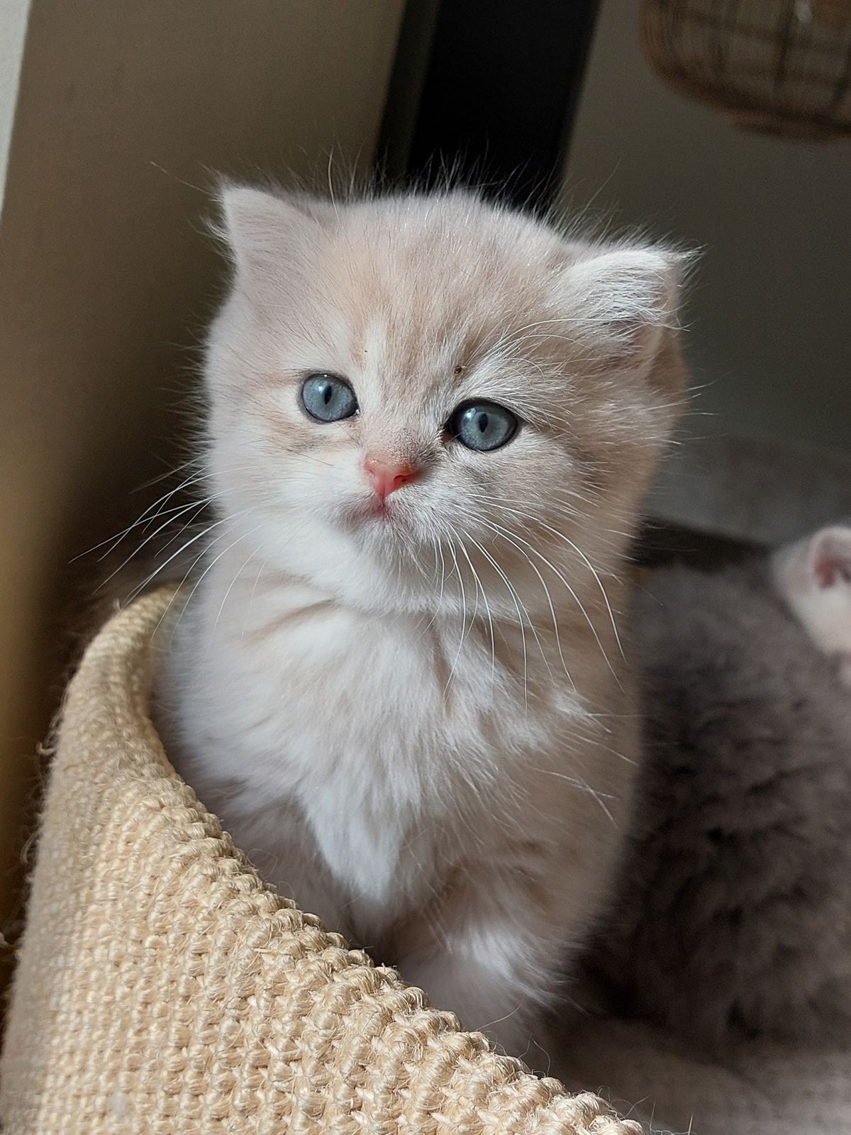 Kitten van het G-nest