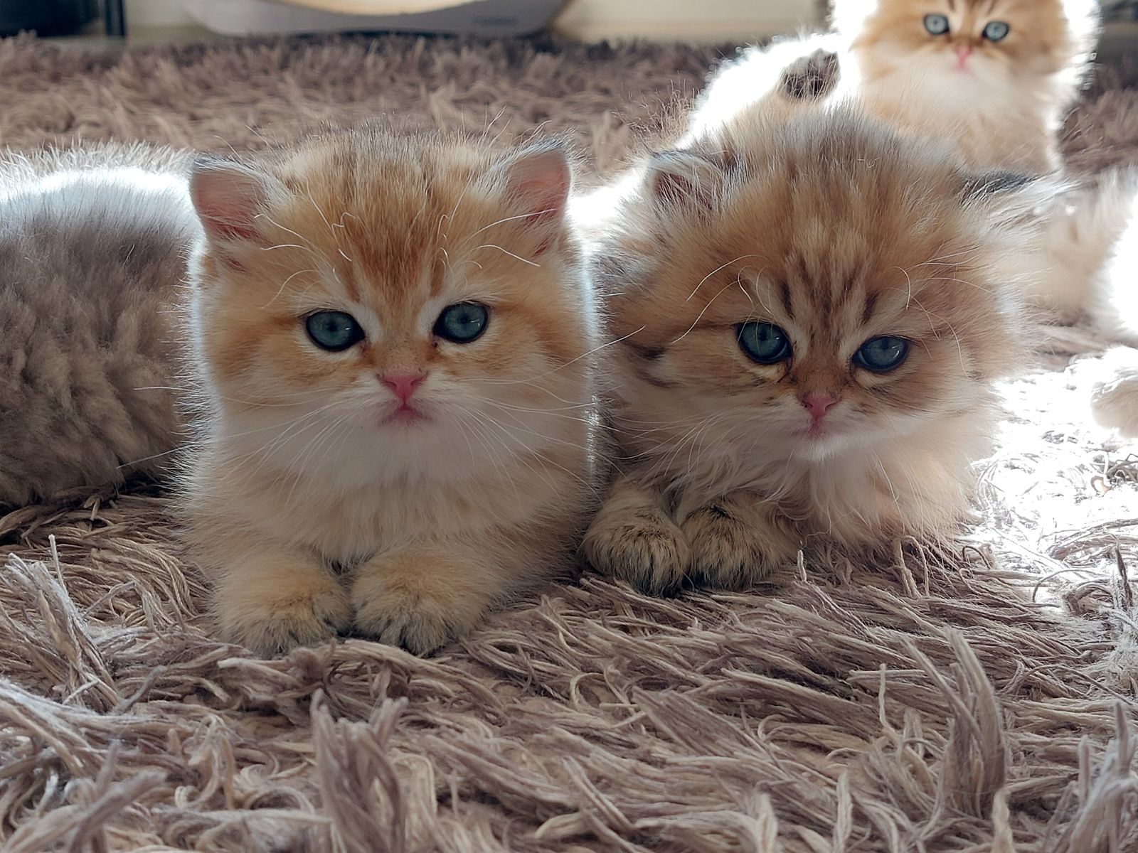Kitten van het G-nest