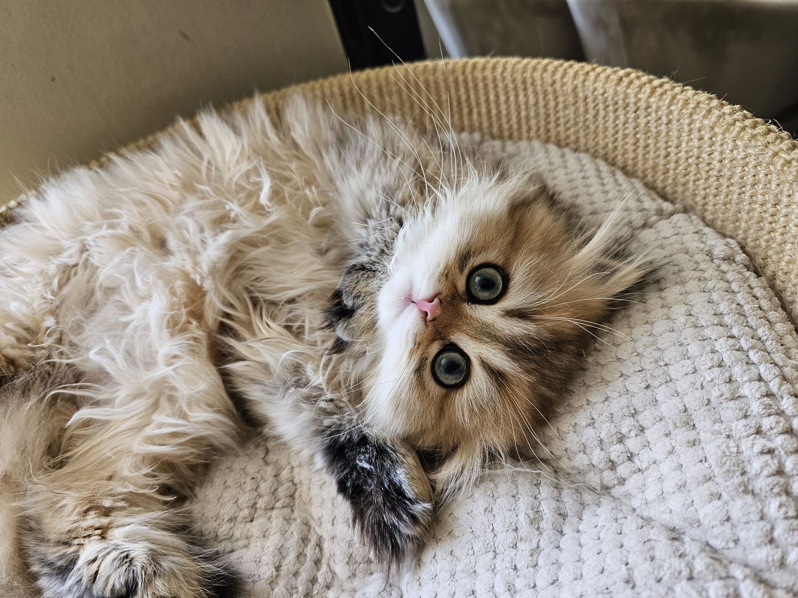 Kitten van het G-nest