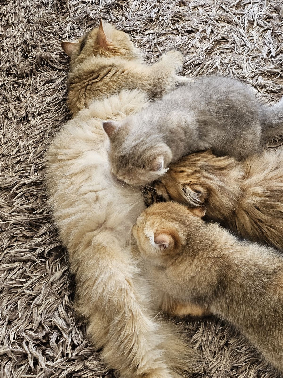 Kitten van het G-nest
