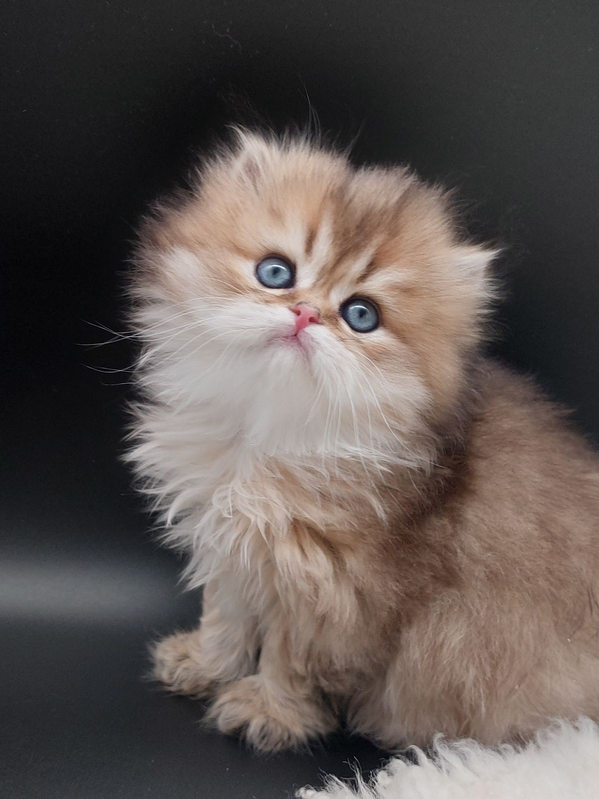 Kitten van het G-nest
