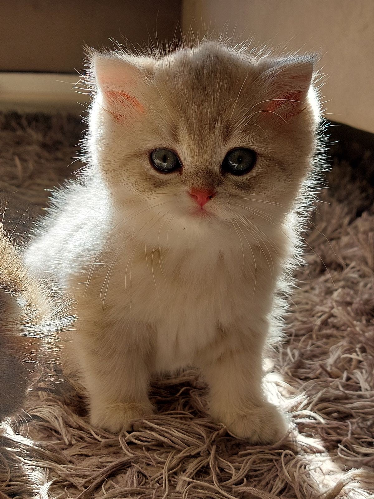 Kitten van het G-nest