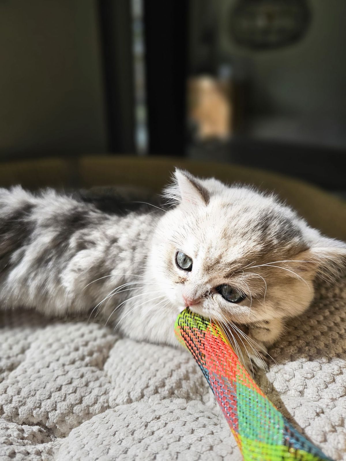 Kitten van het G-nest