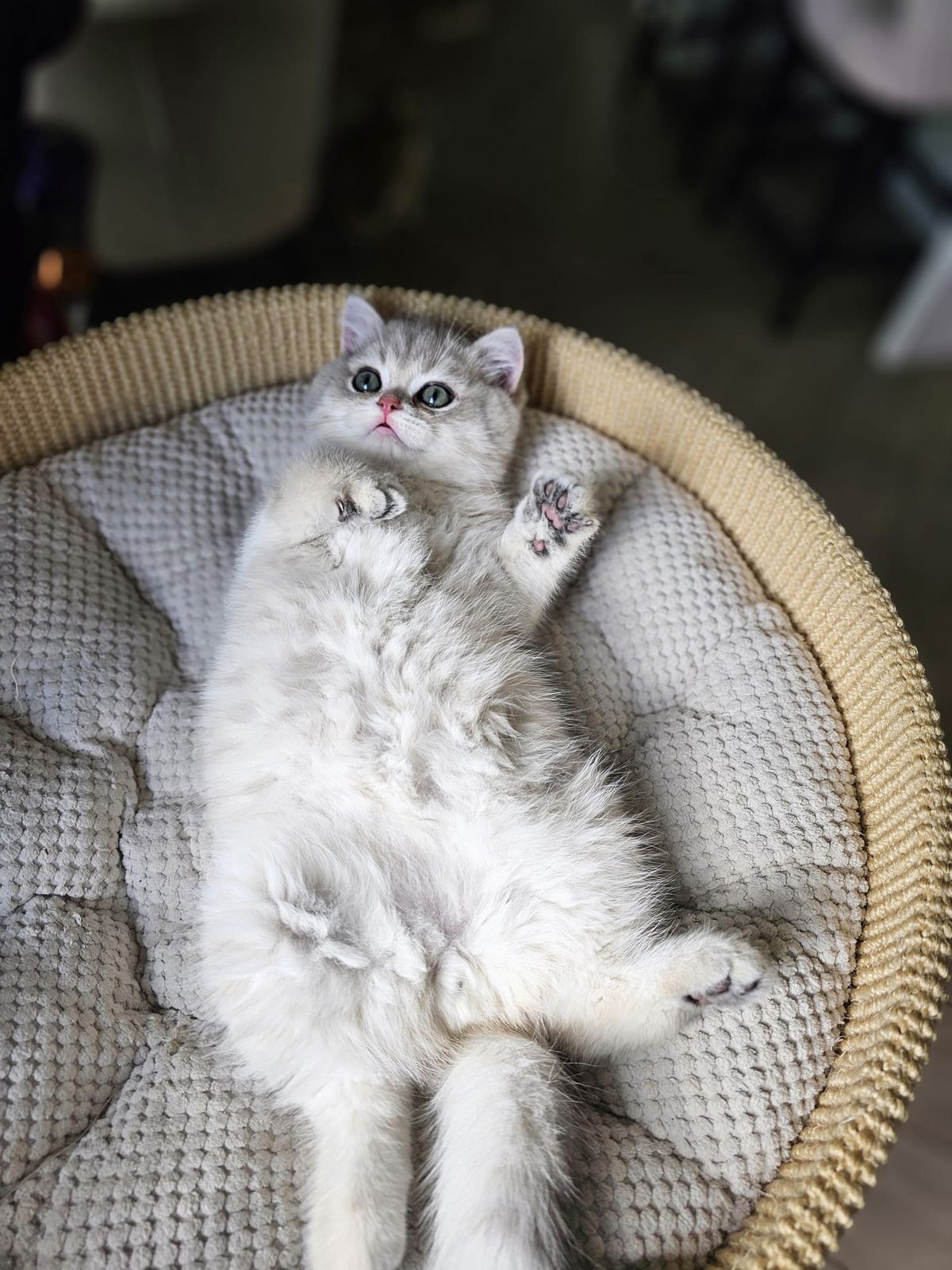 Kitten van het G-nest