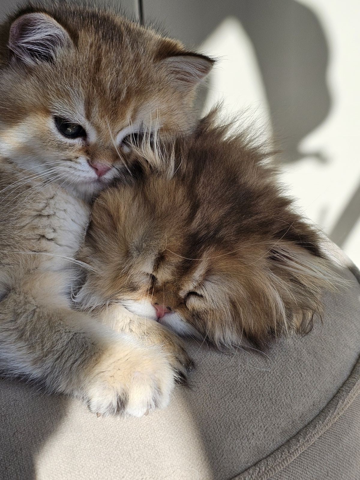 Kitten van het G-nest